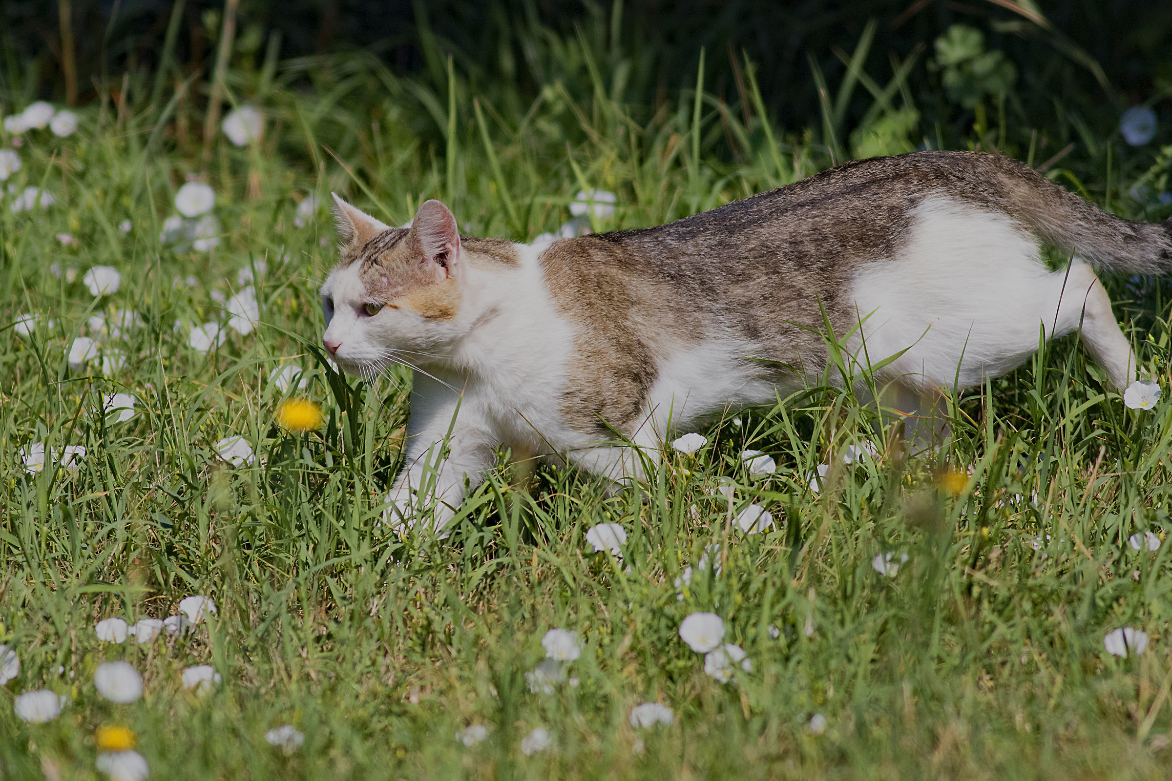 Hunting among the flowers...