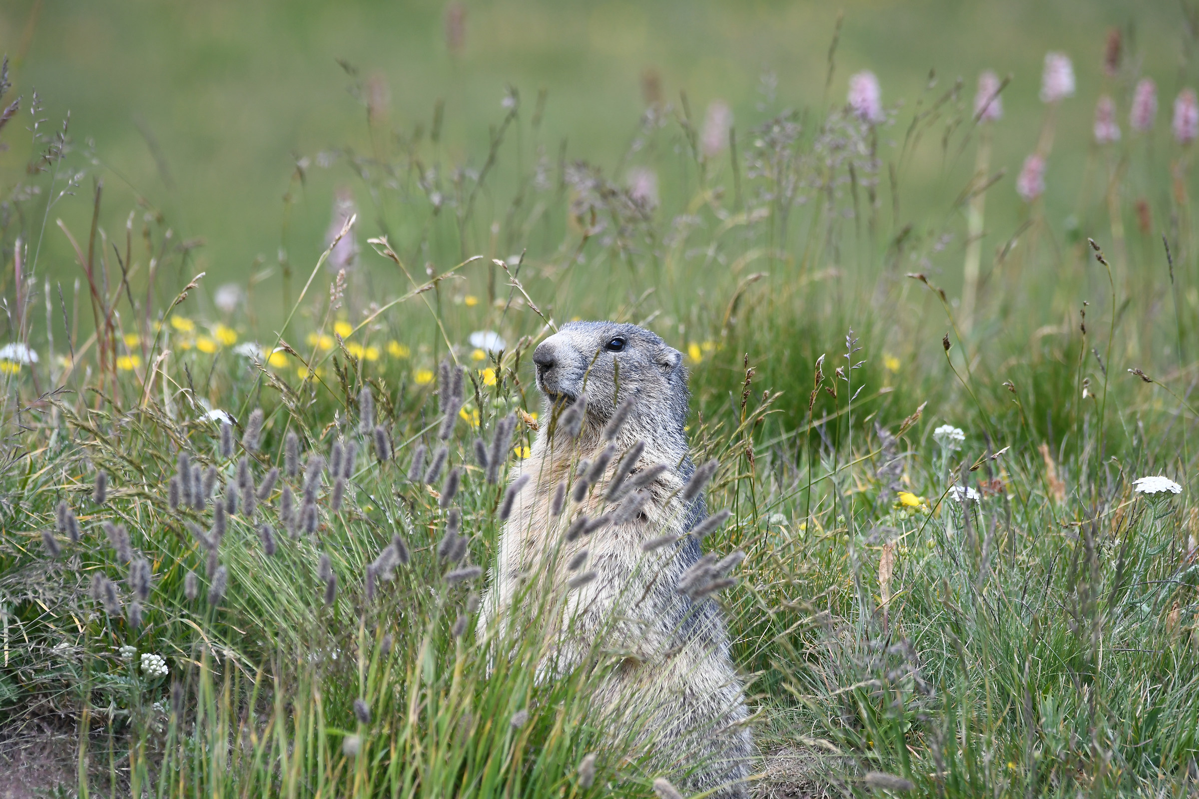 Marmot...