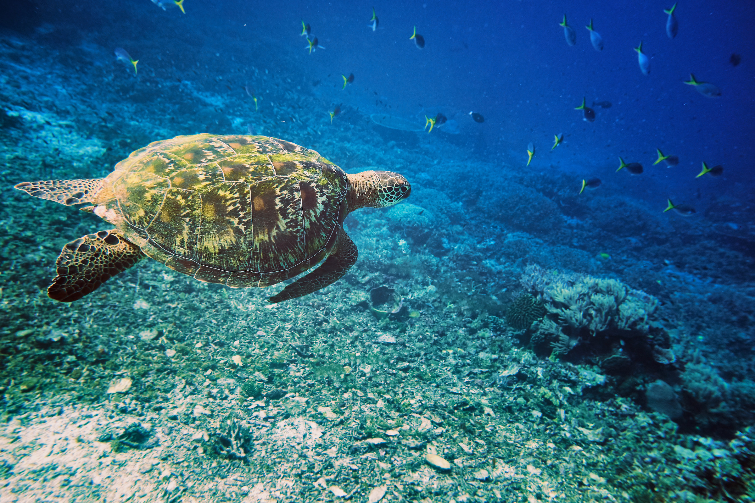 Sea Turtle...