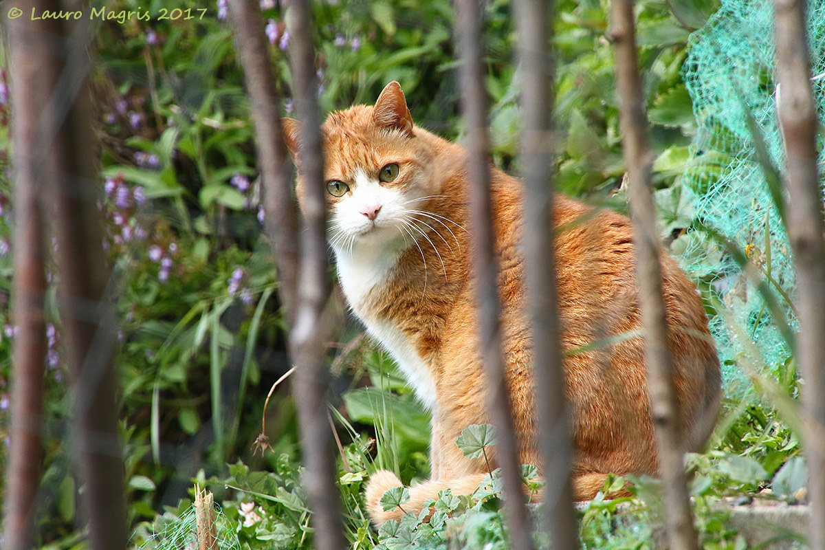 A guard of the garden...