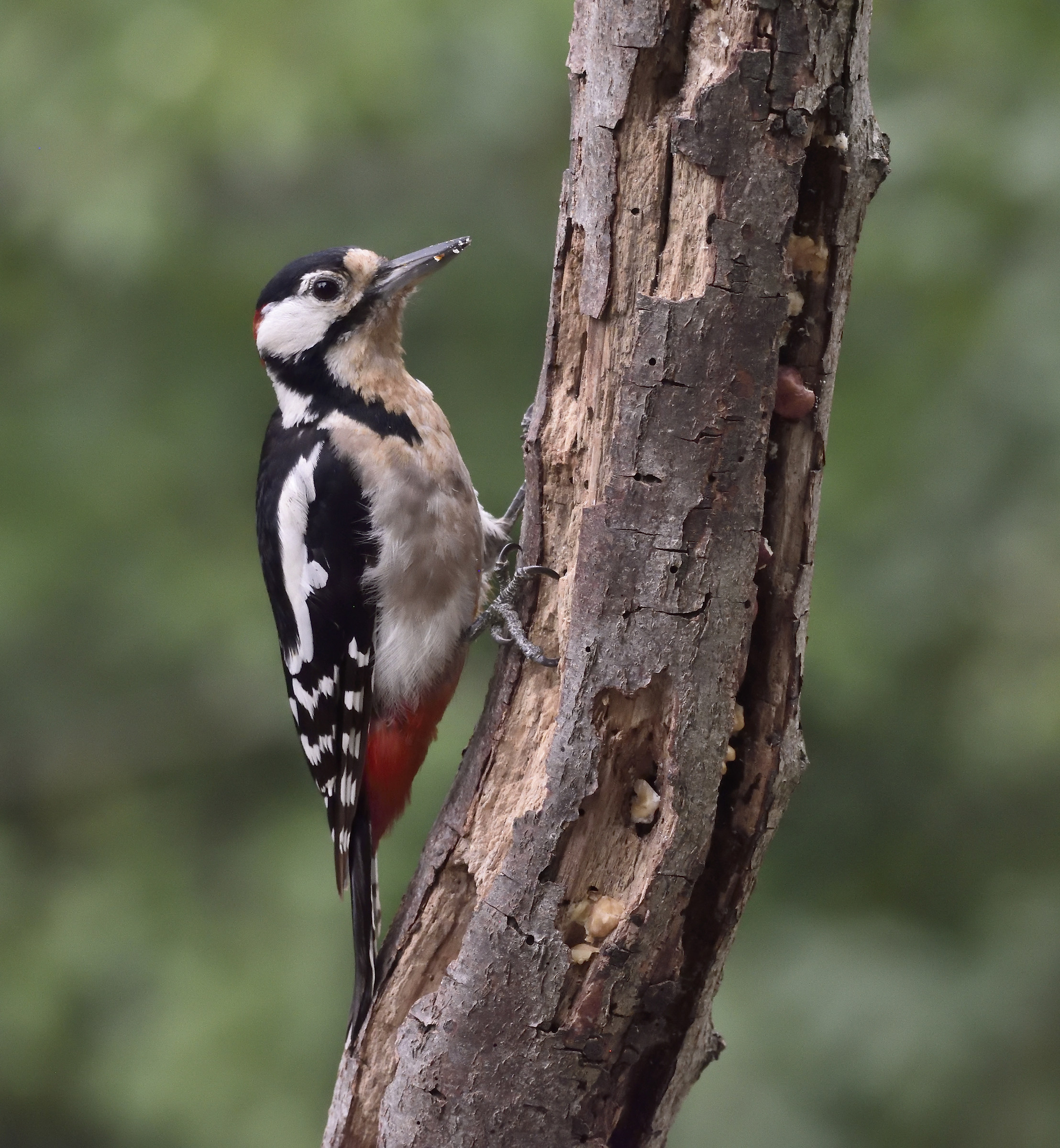 Red woodpecker...