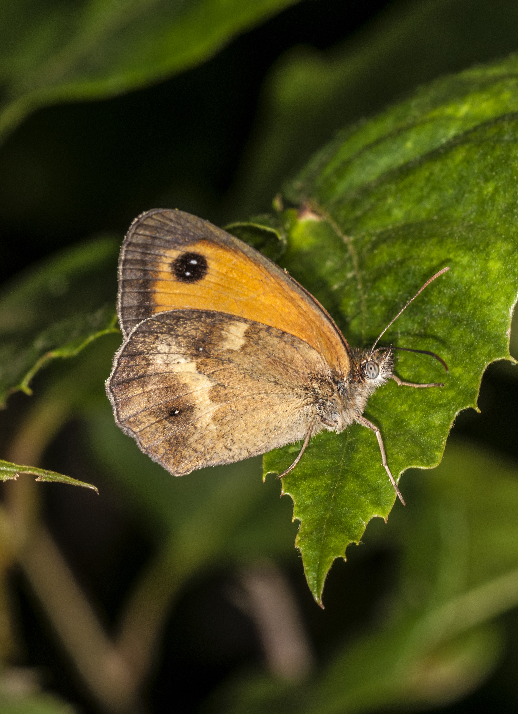 Erebia neoridas...