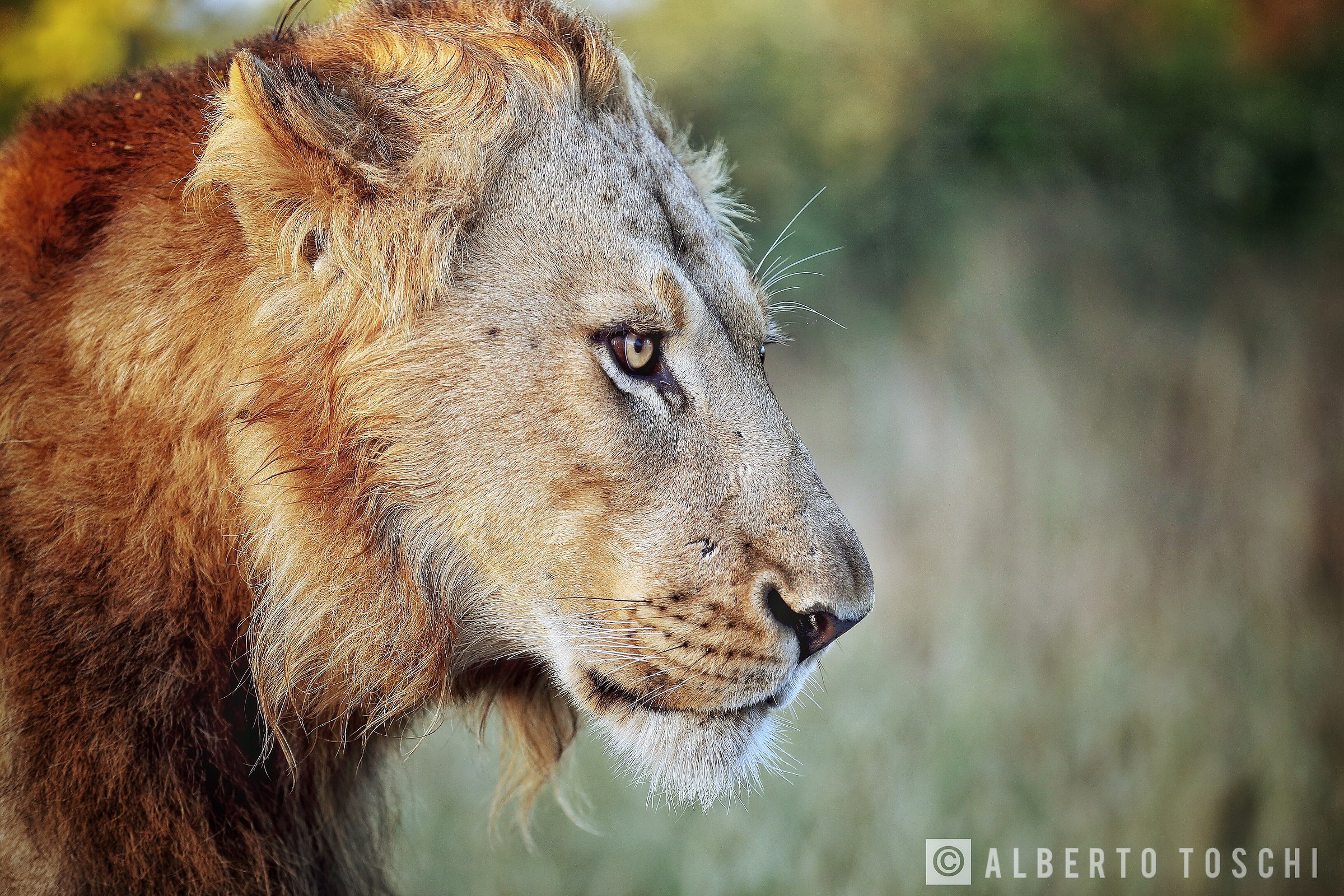Male Lion...