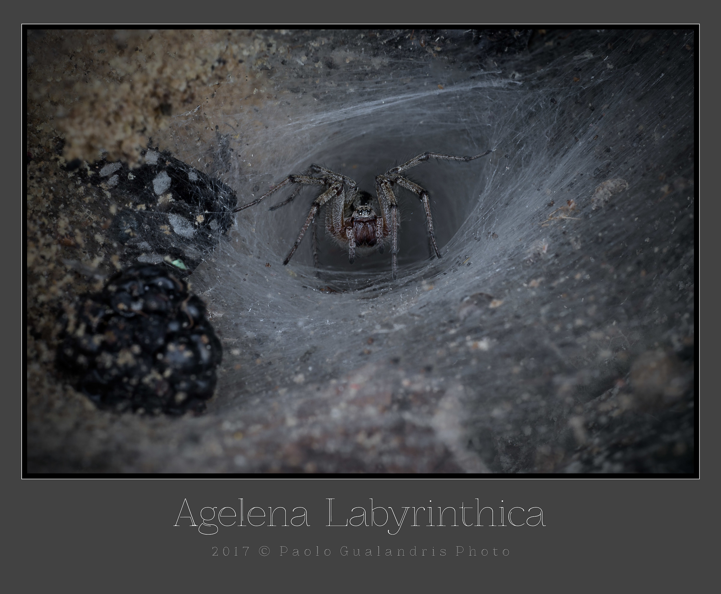 Agelena Labyrinthica...