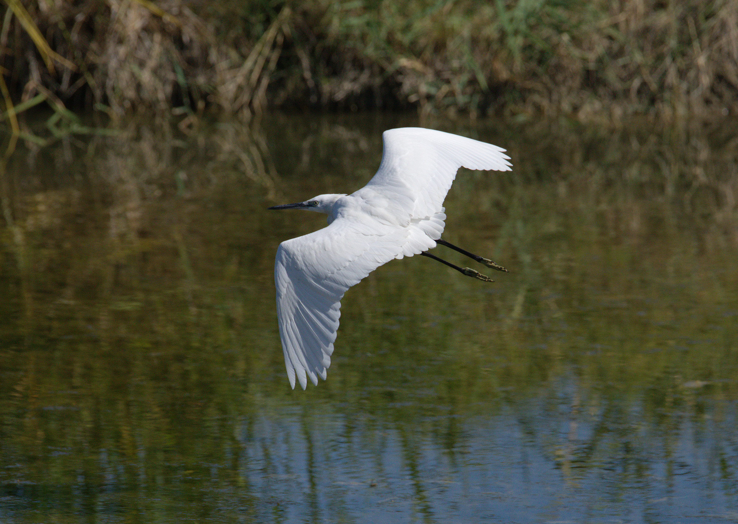 Egret...