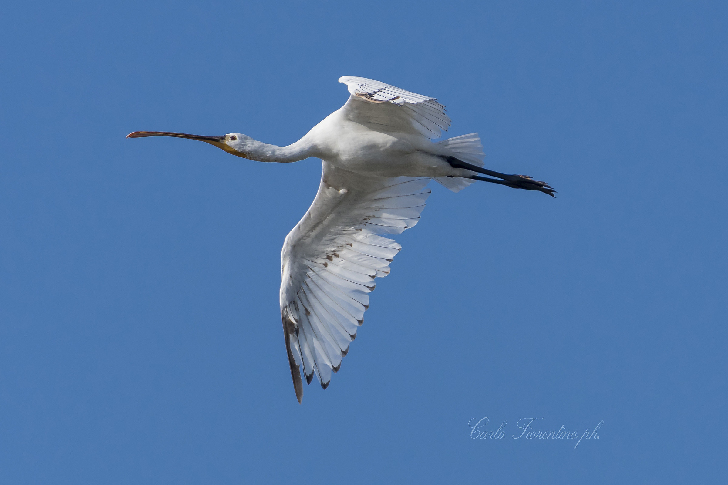 Spatula (Platalea leucorodia)...