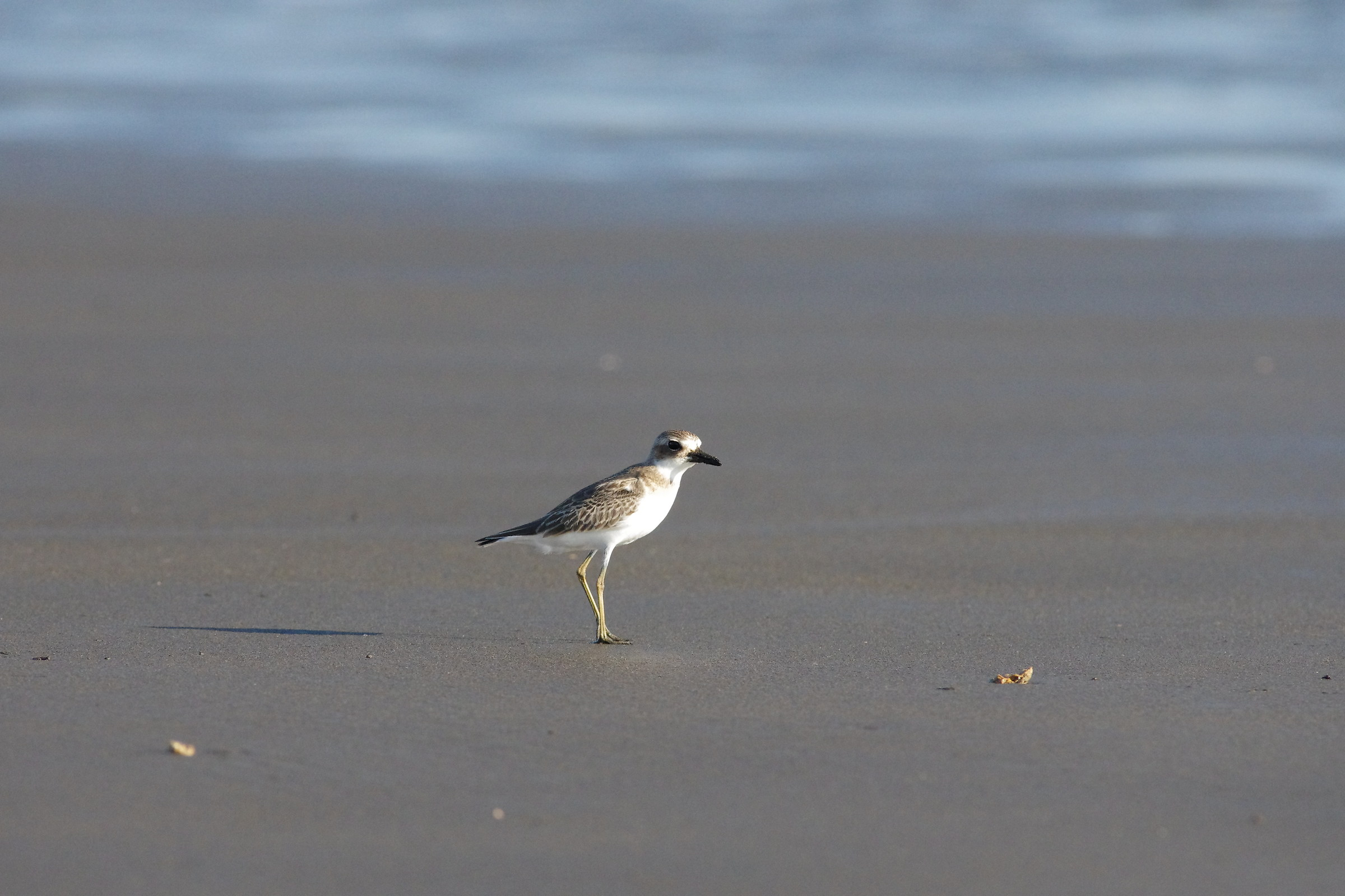 Greater Sand-Plover...