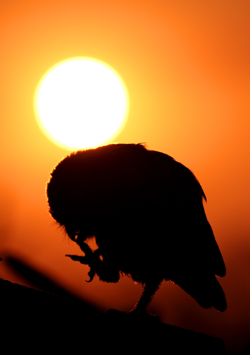 Owl at sunset...