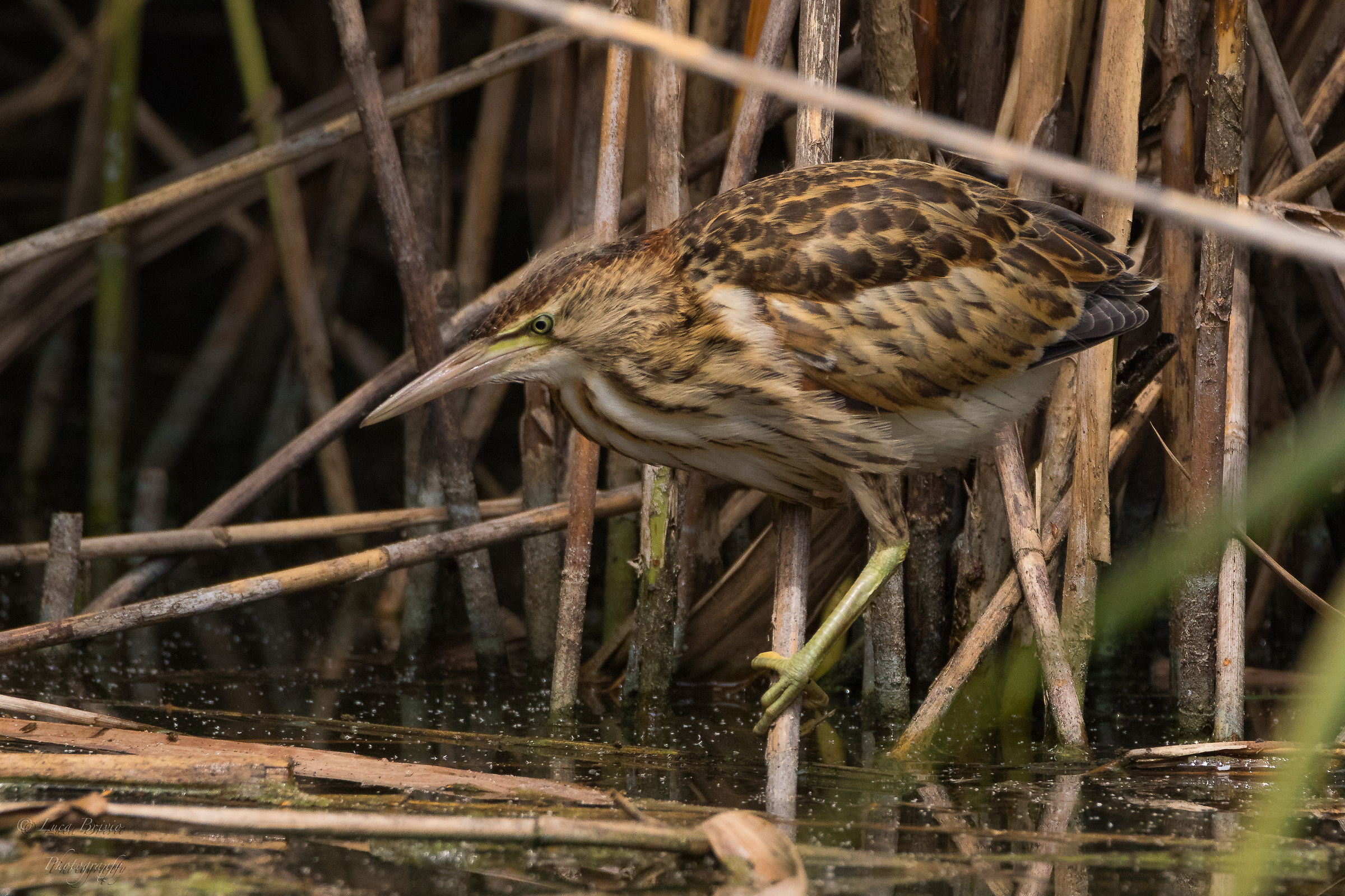 Bittern...