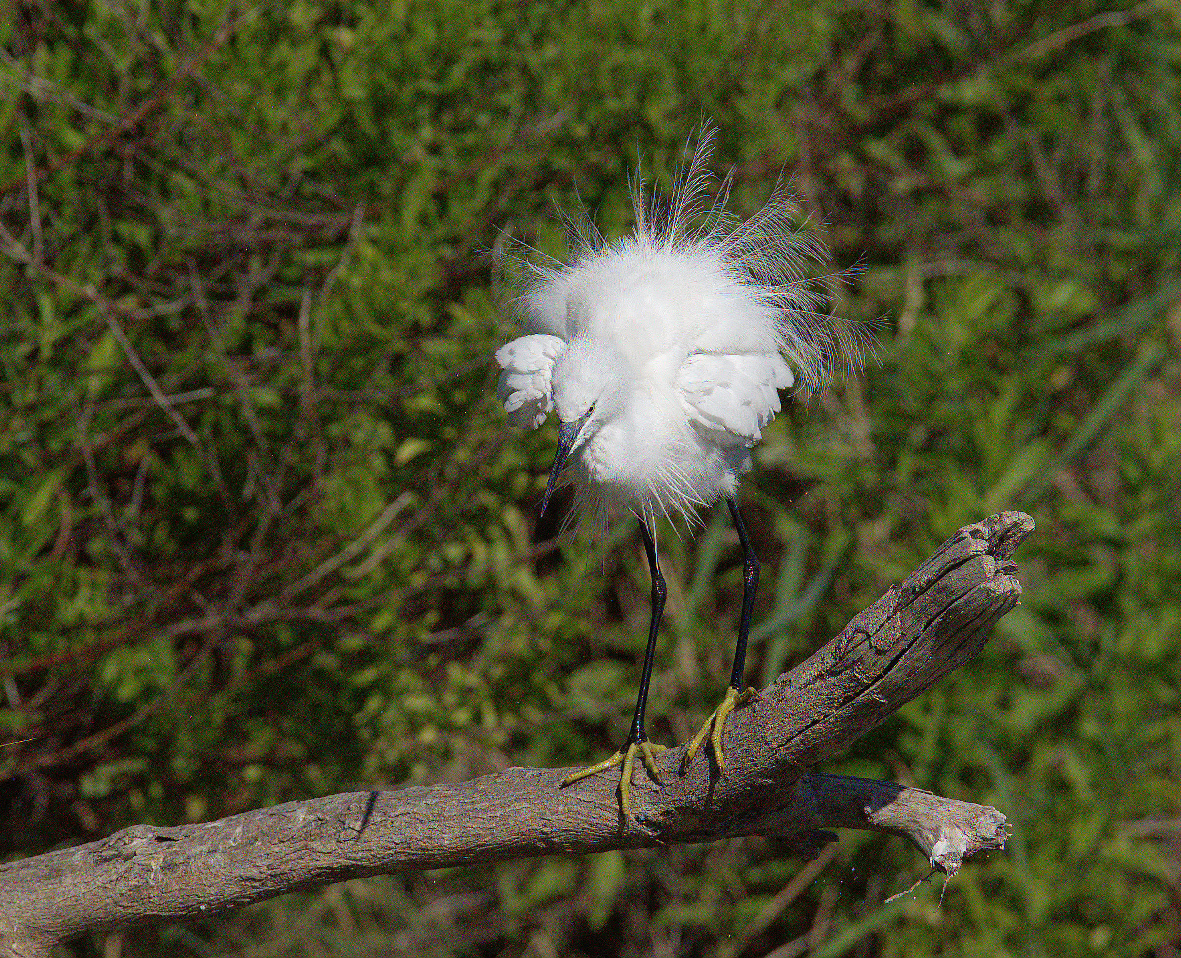 Egret...