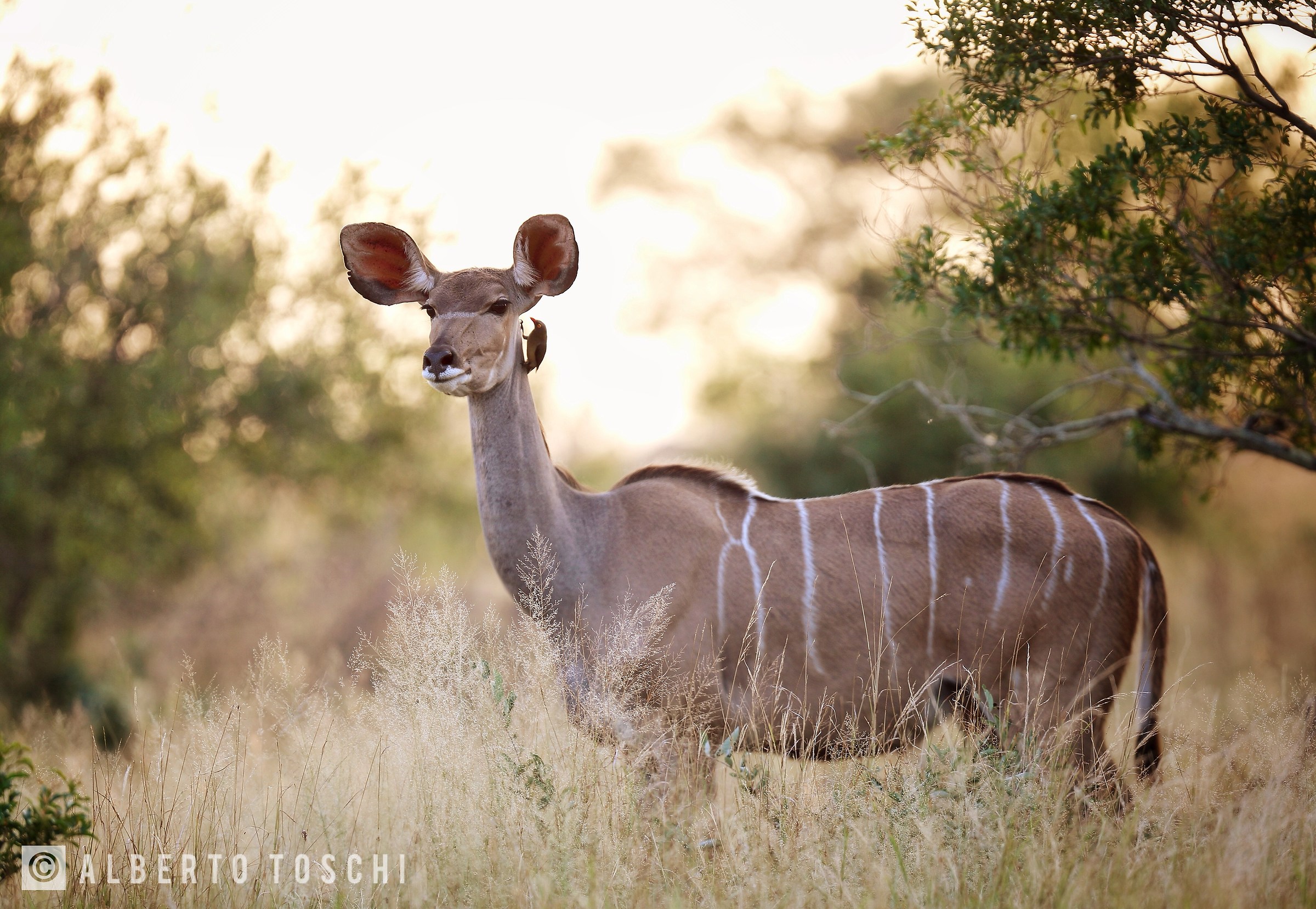 Femmina di Kudu...