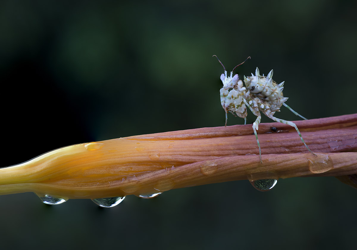 Flower mantis...