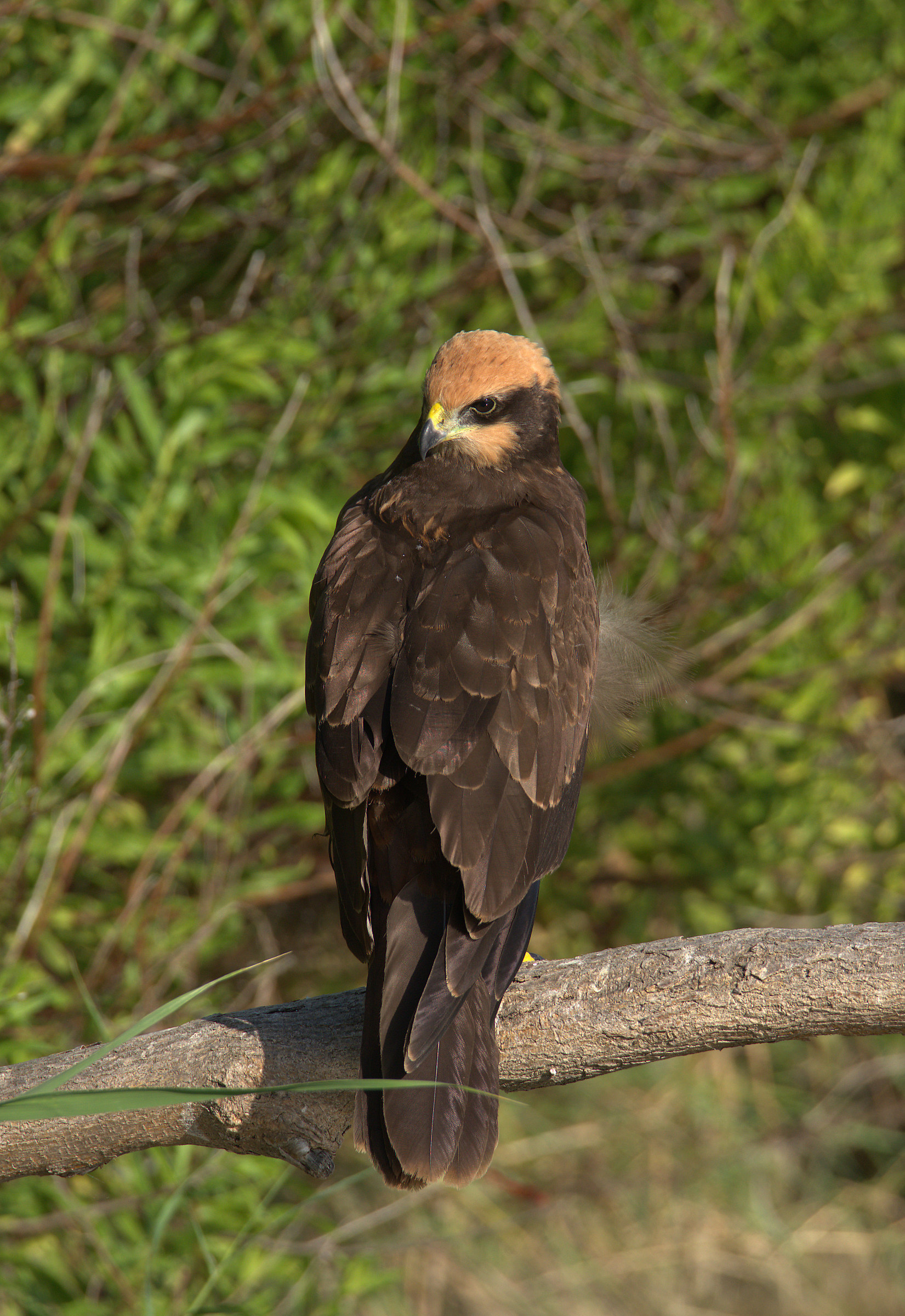Female swamp falcon...