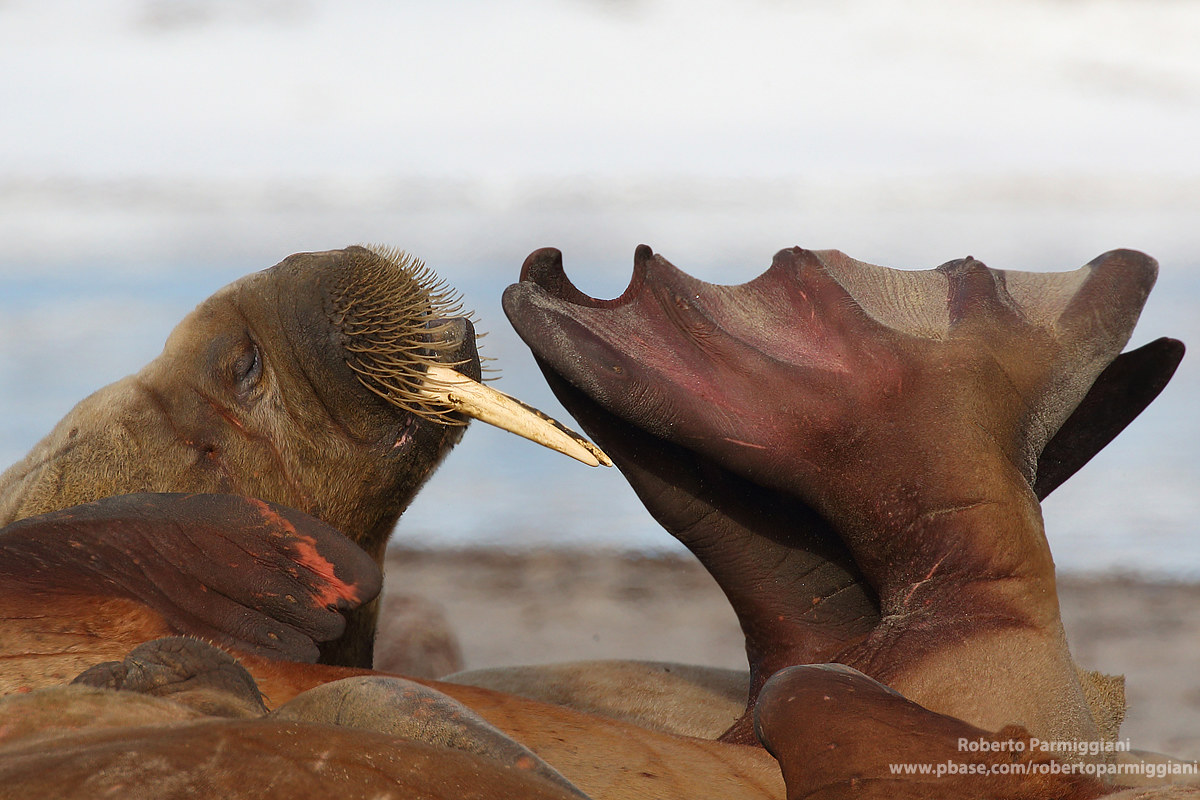 Walrus...