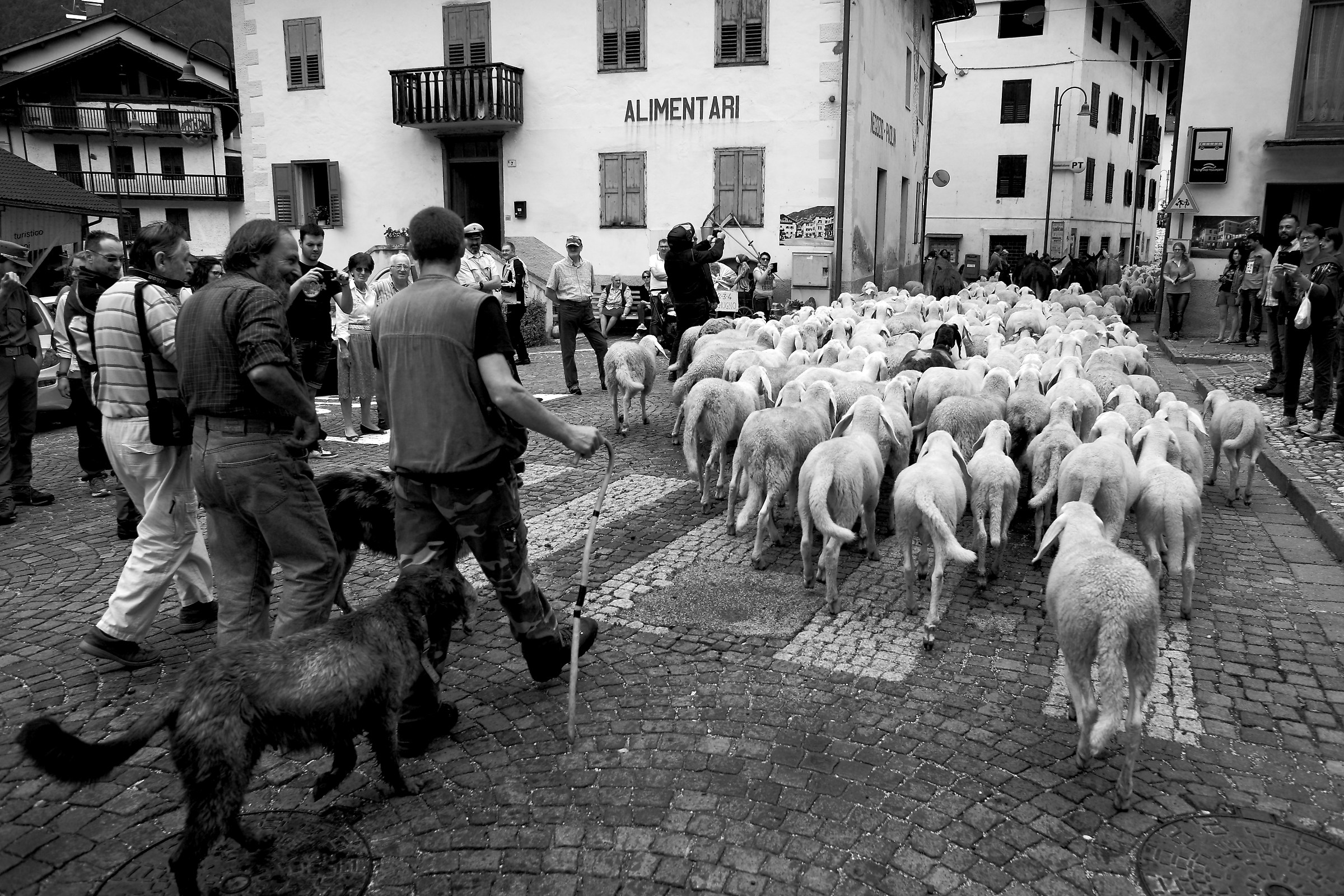 The flock at Canal San Bovo...