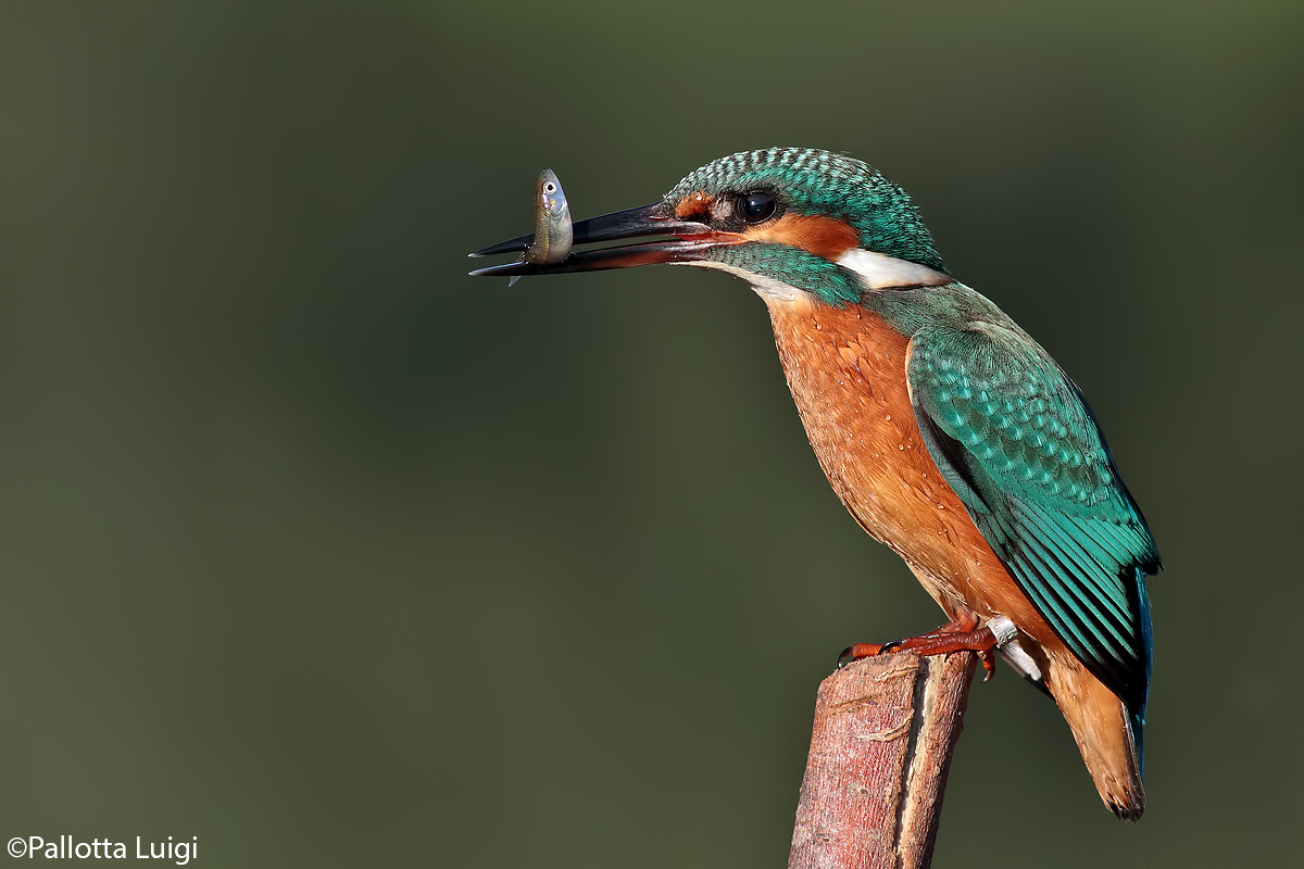 Fisherman Martin (Alcedo atthis)...