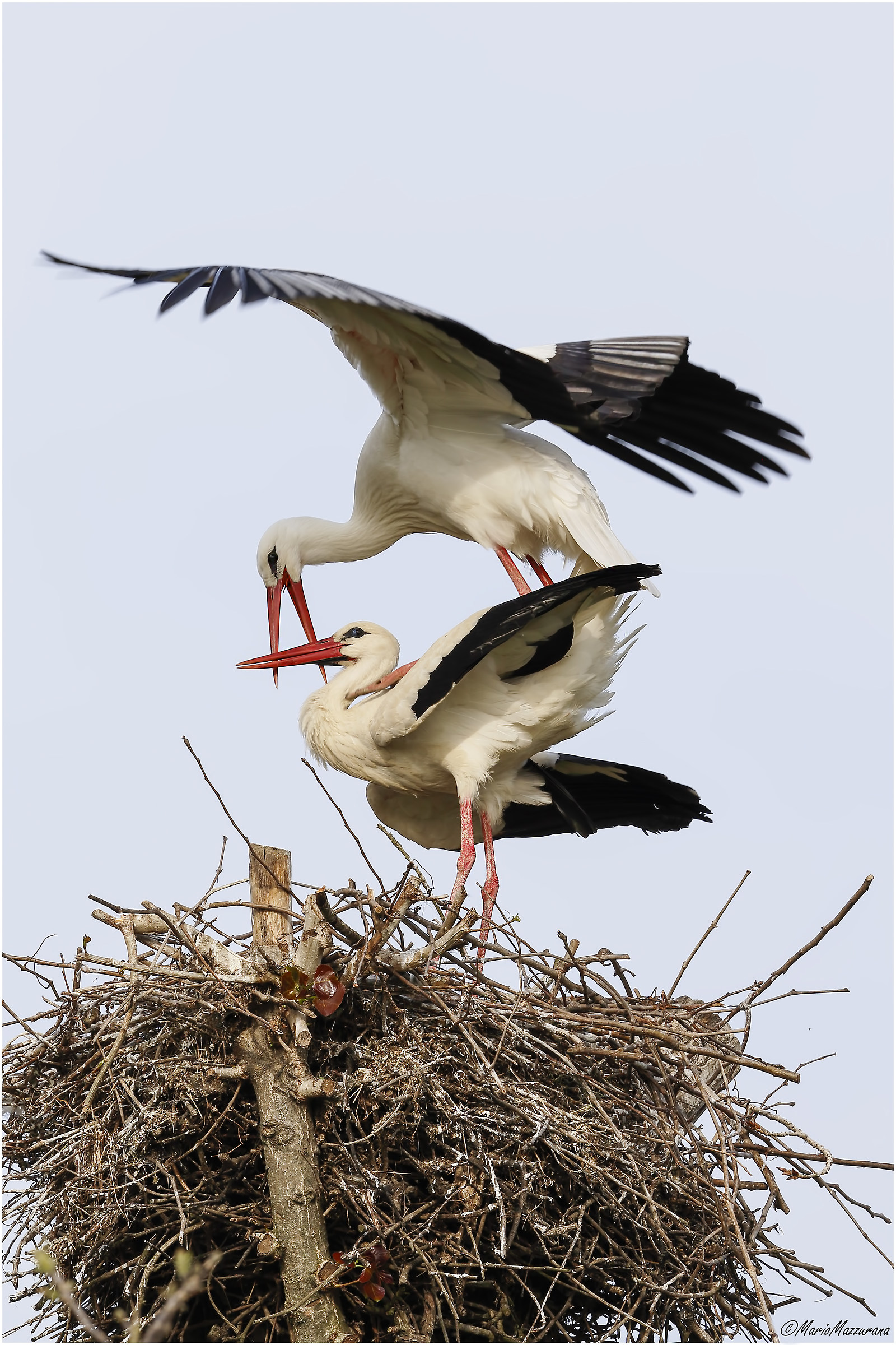 Storks "in Love"...