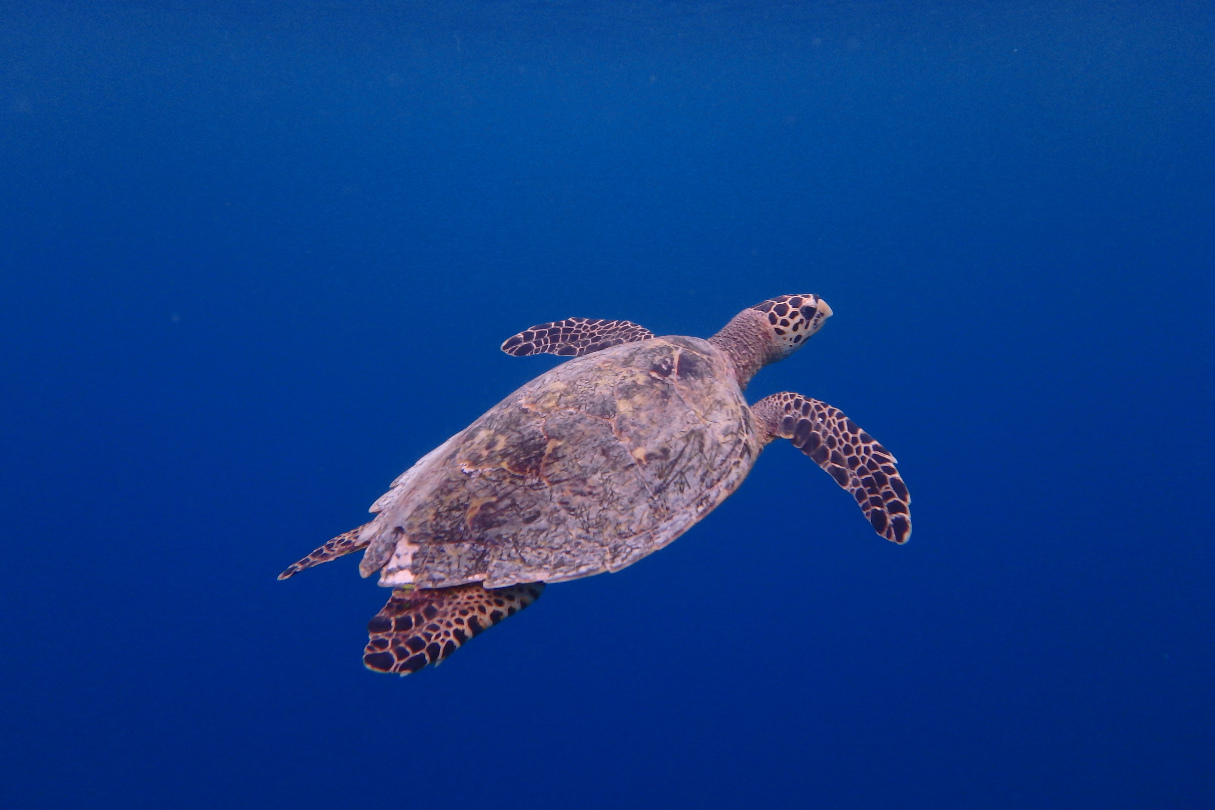 Maldives marine turtle...