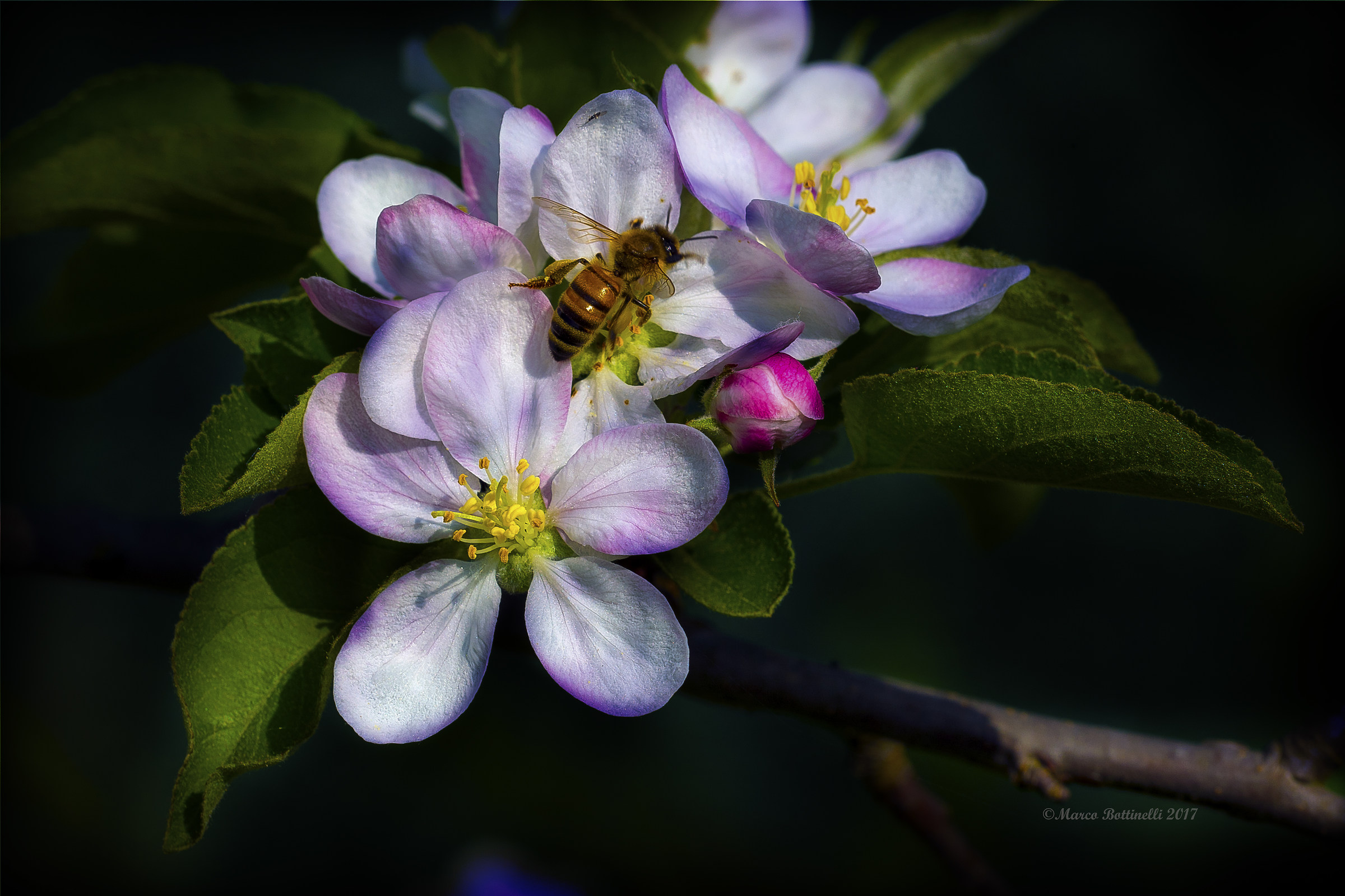 The bee and the apple blossom...