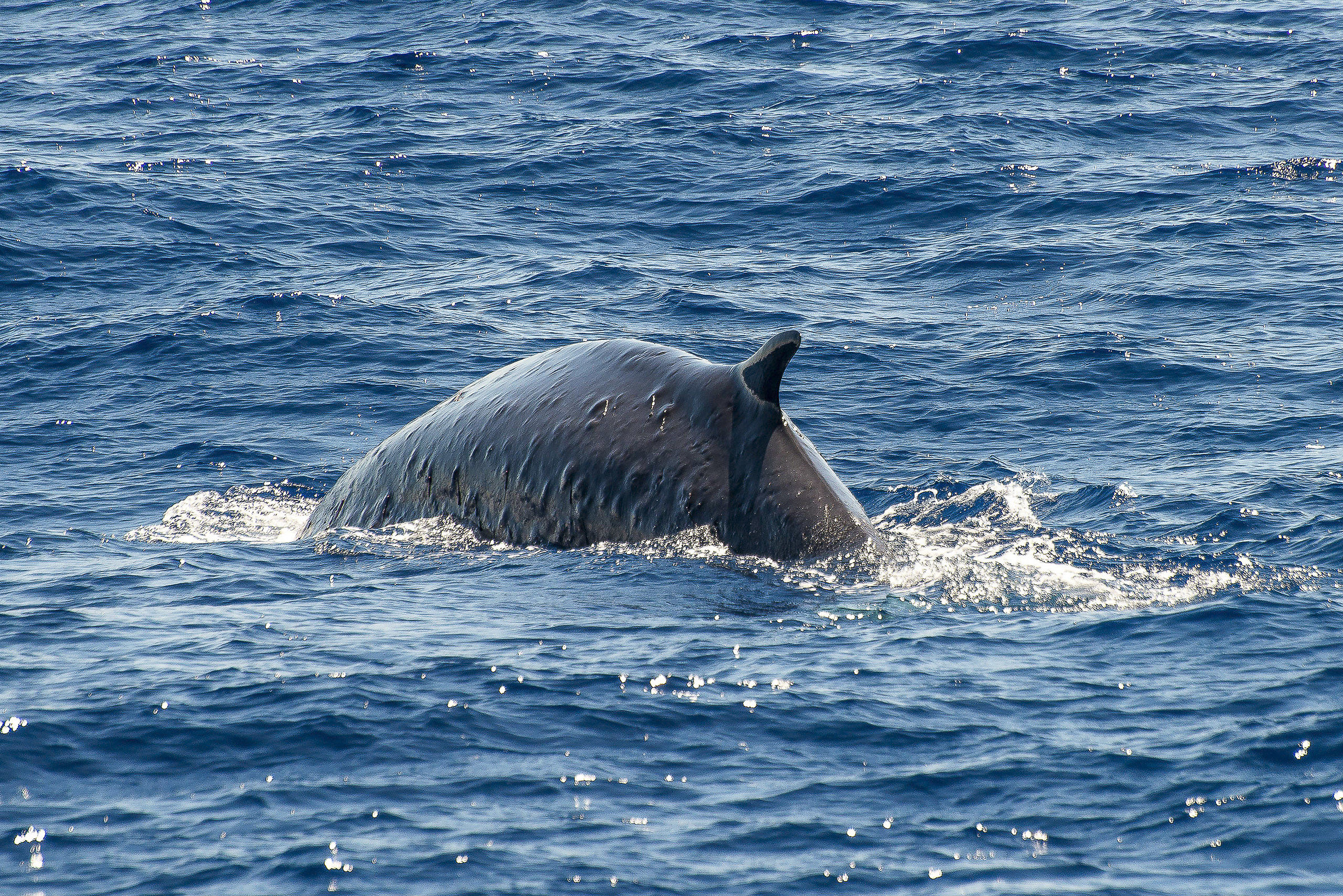 Whale watching Balenottera Comune...