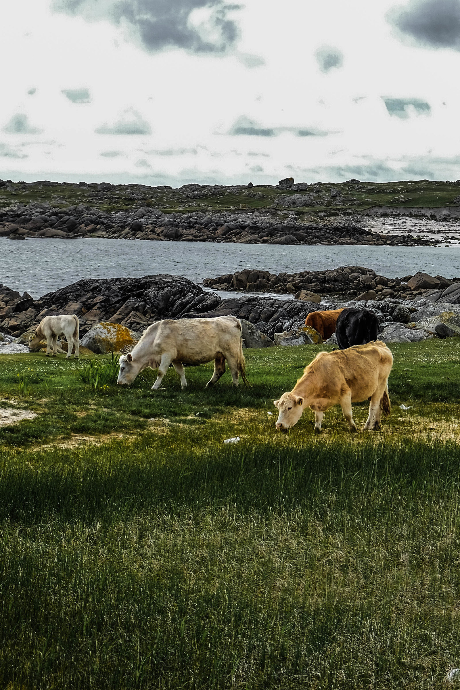 Dogs Bay | 2...