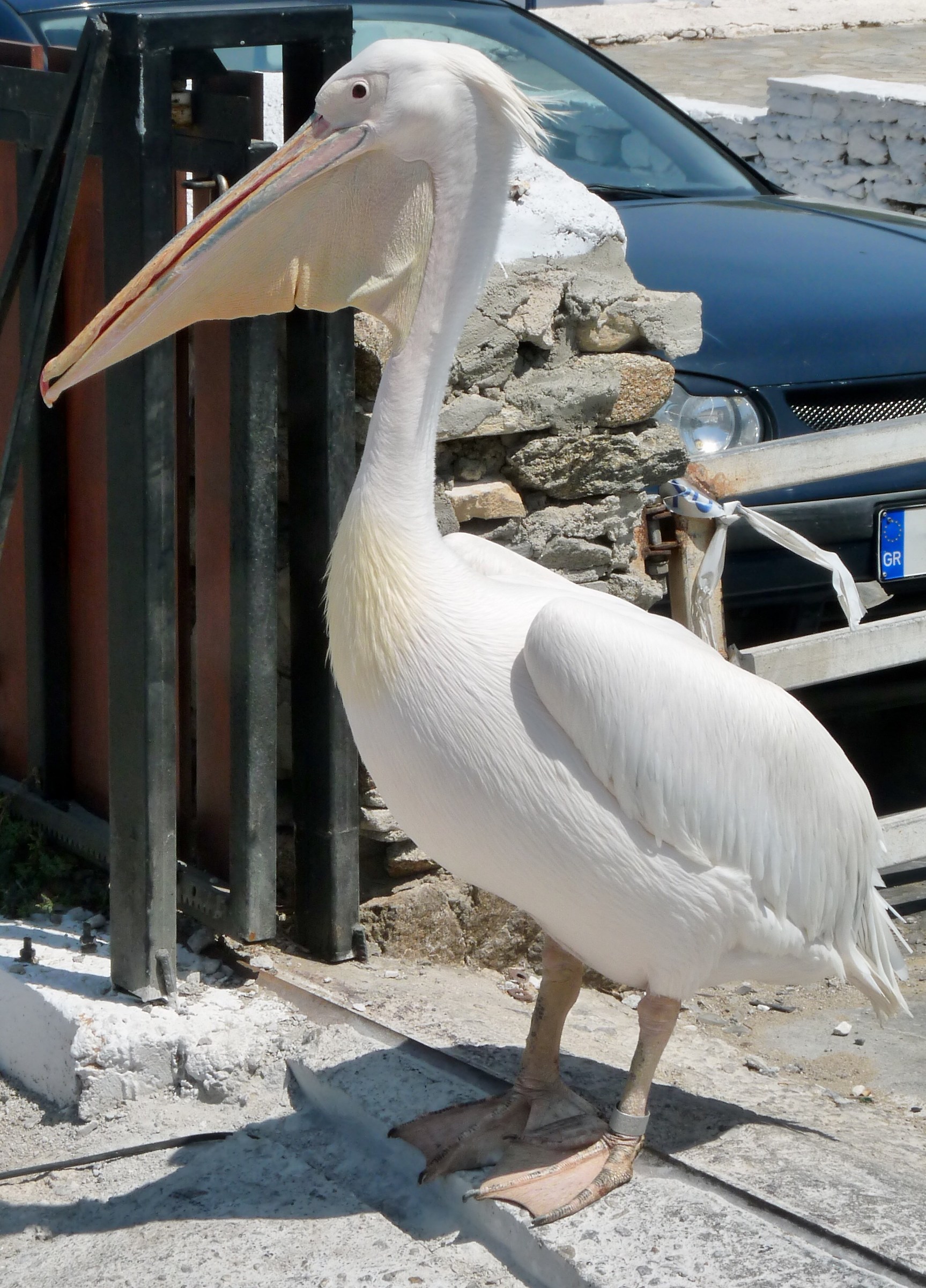 Petros, the Mykonos pelican....