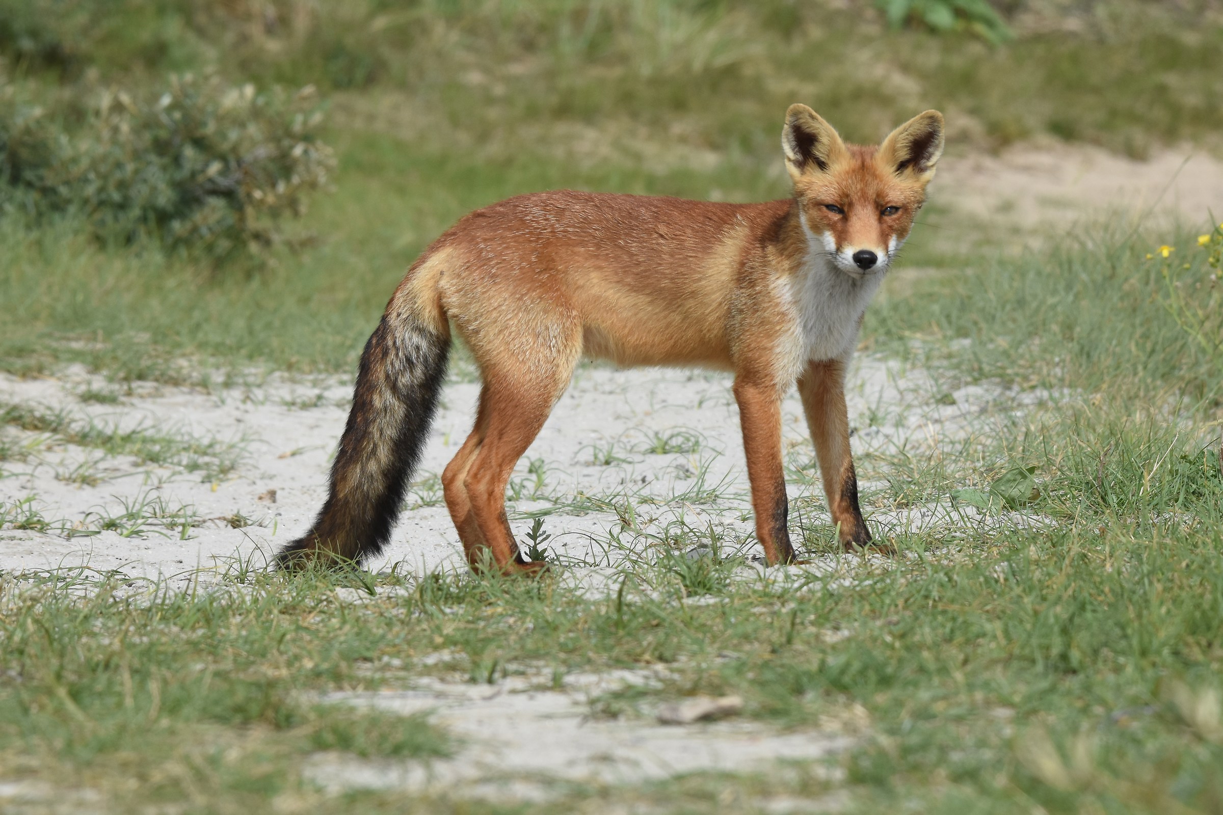 Fox in the dunes...