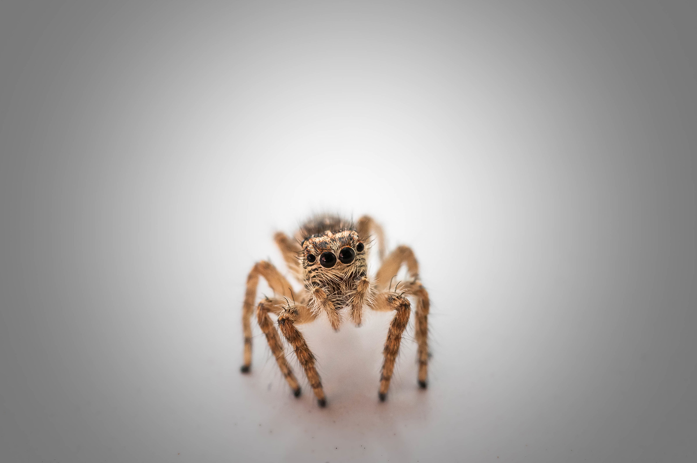 Salticidae "salting spiders"...