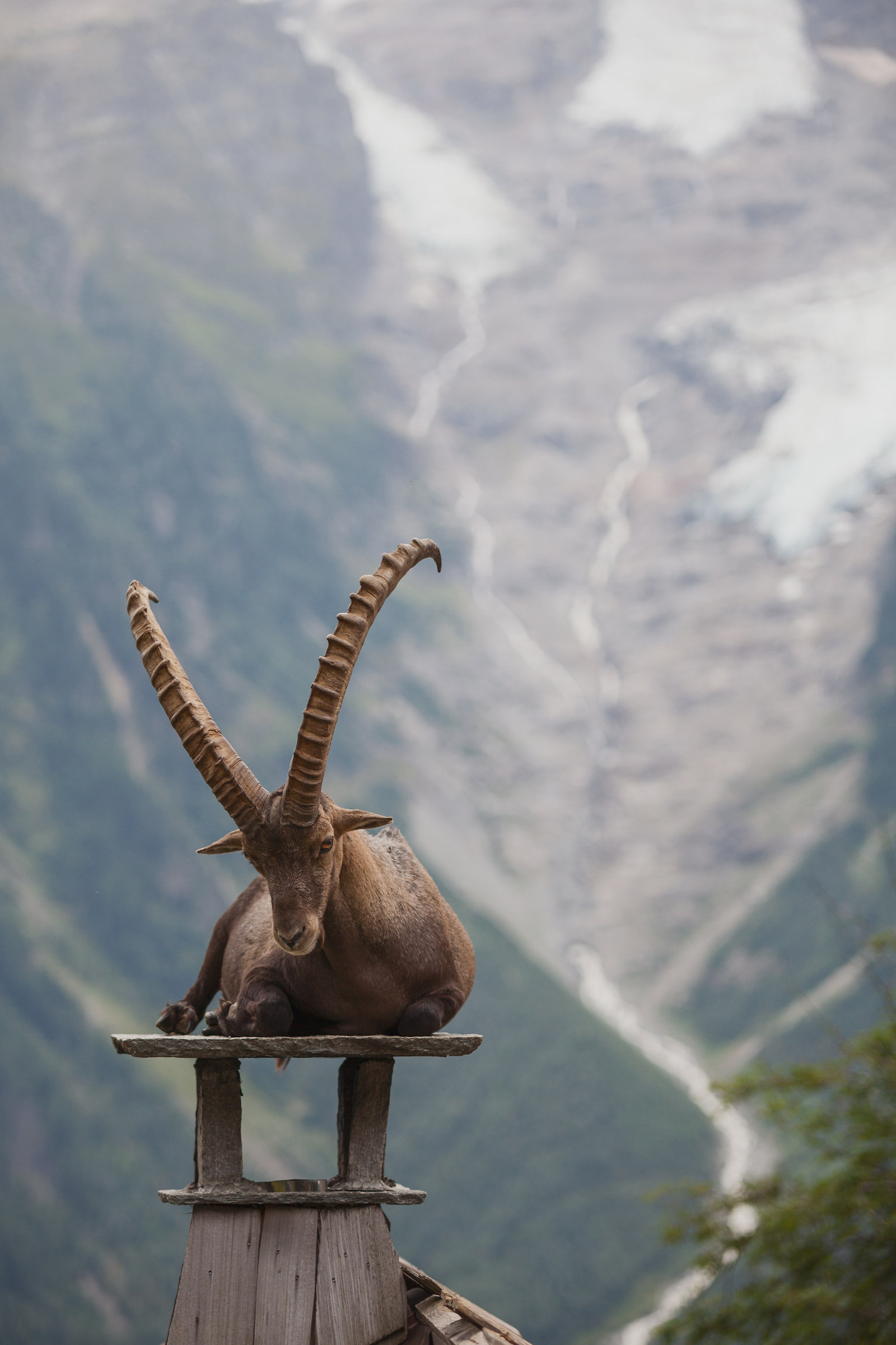 Ibex on the roof...