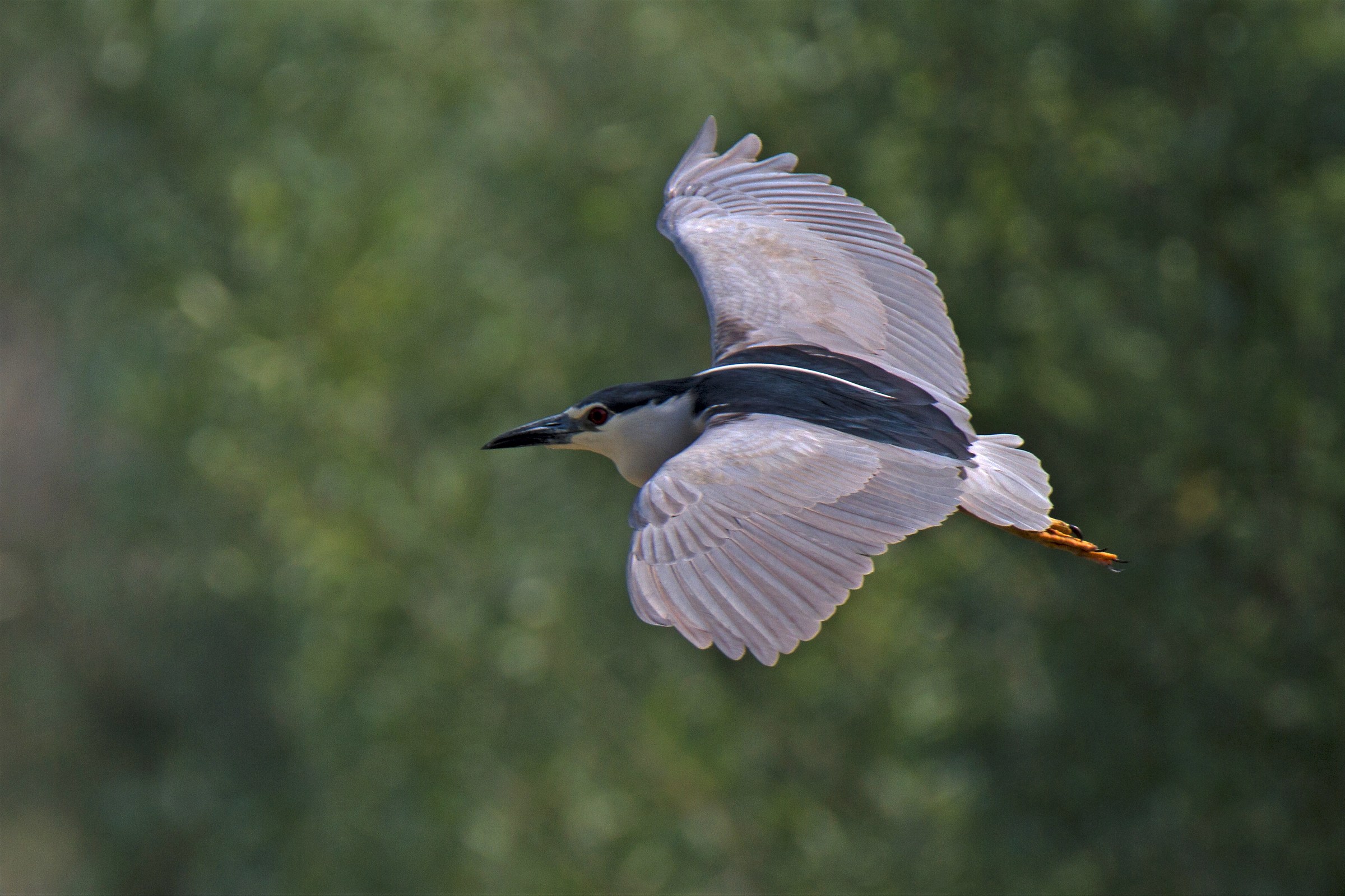 01 Nitticora in volo...