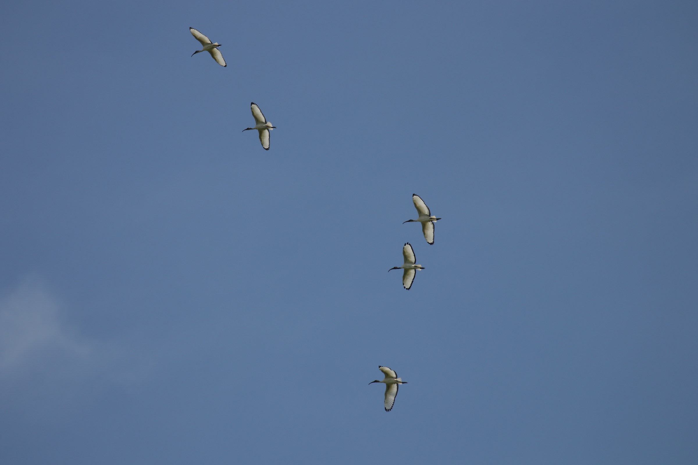 Cicogne in formazione. Anzi, ibis comuni in formazione....