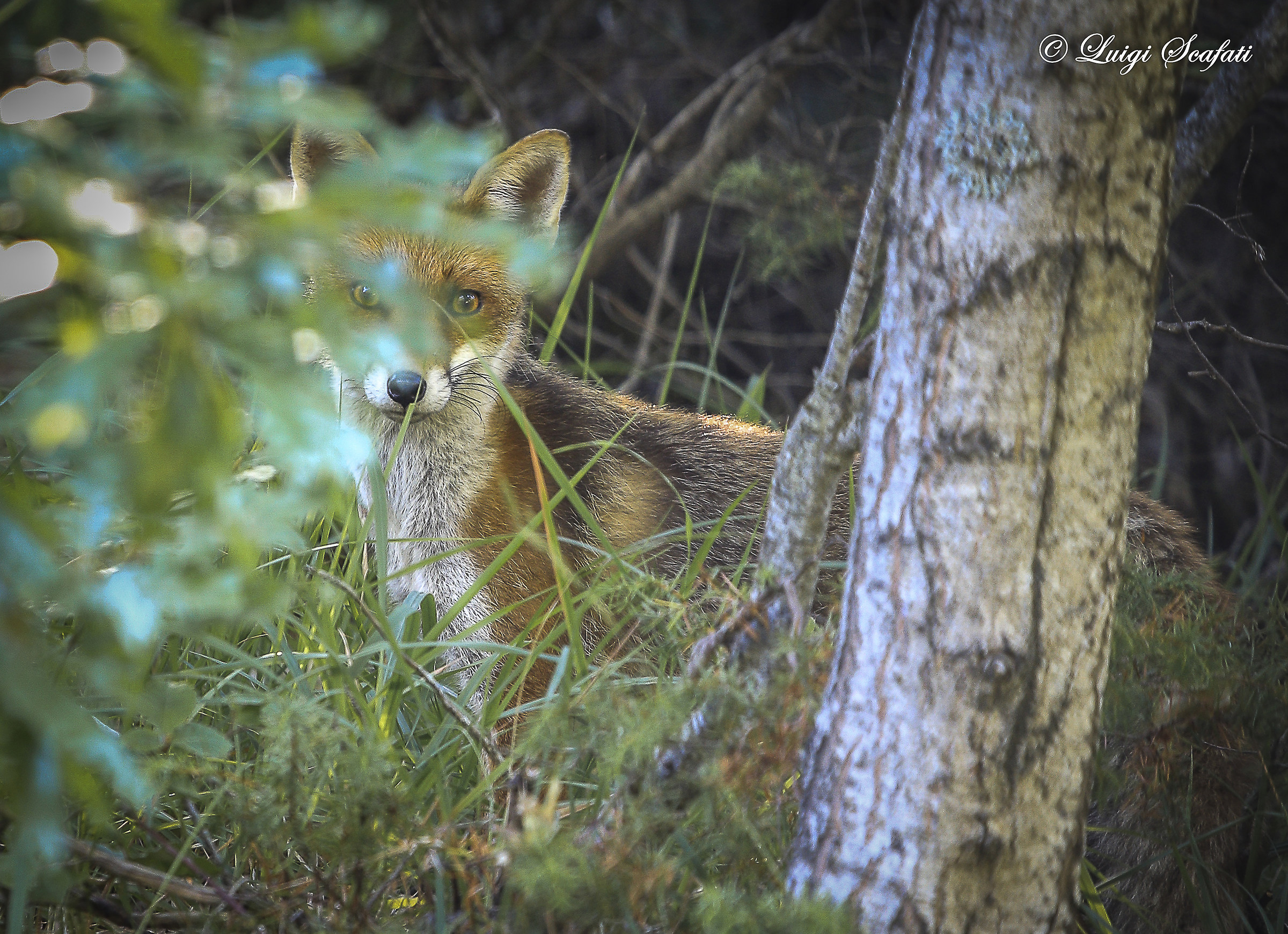 Abruzzo National Park Fox...