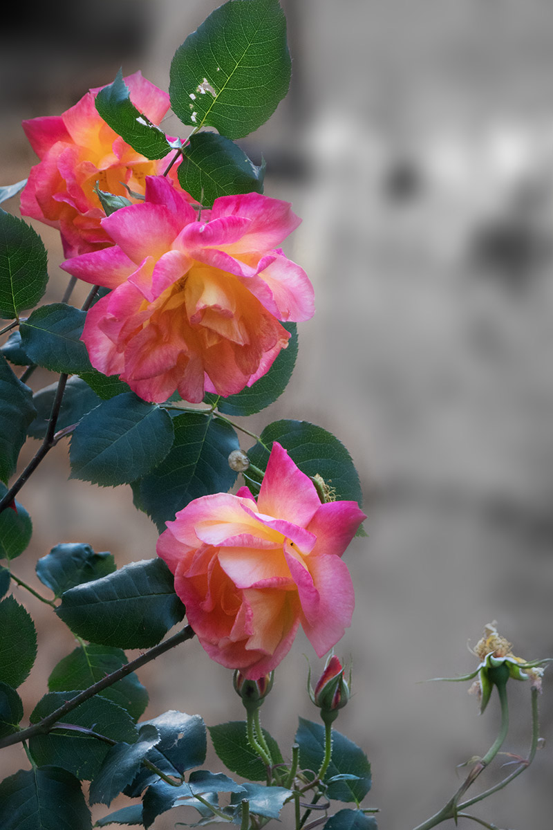 Rose...