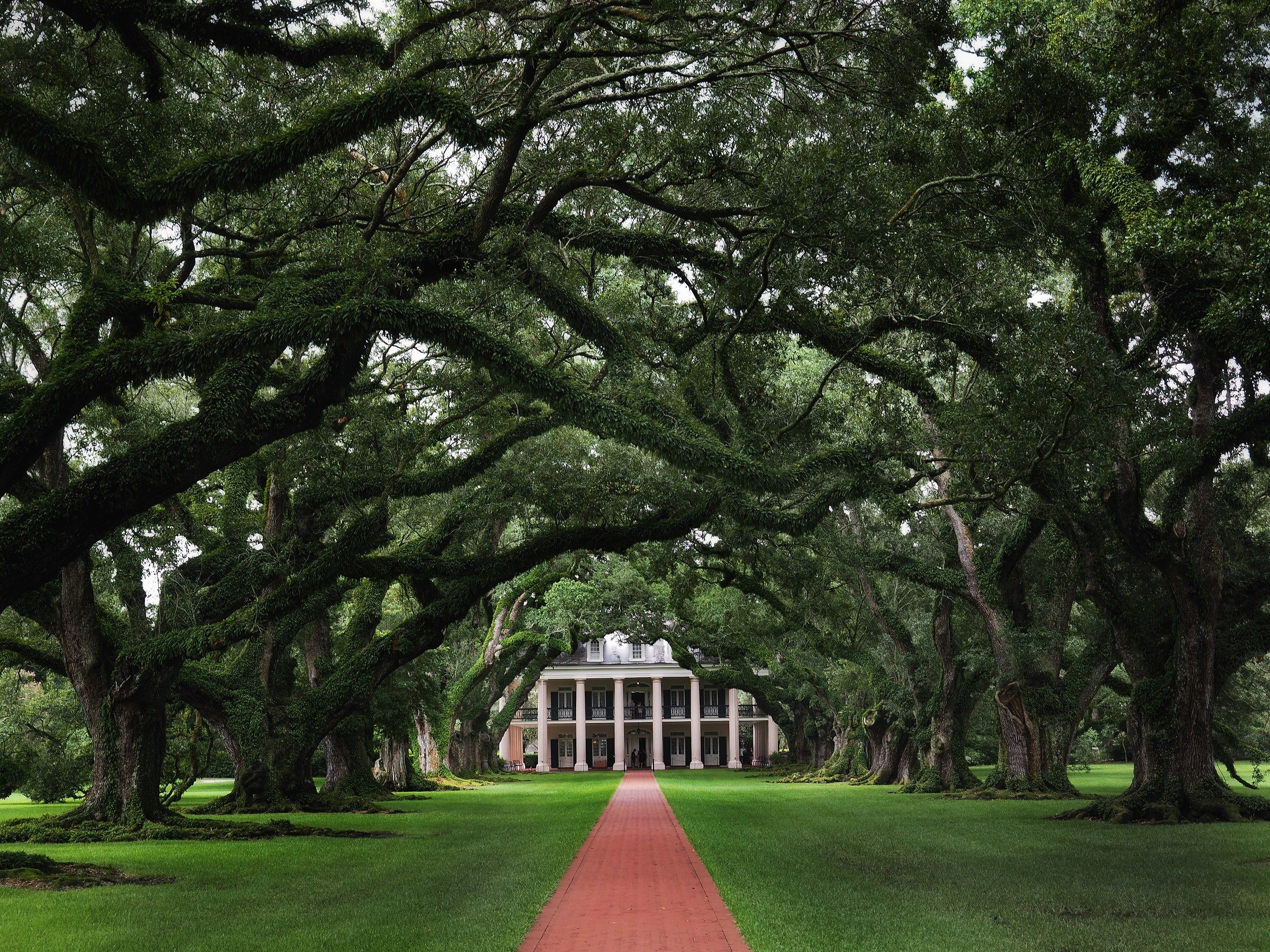 Oak plantation...