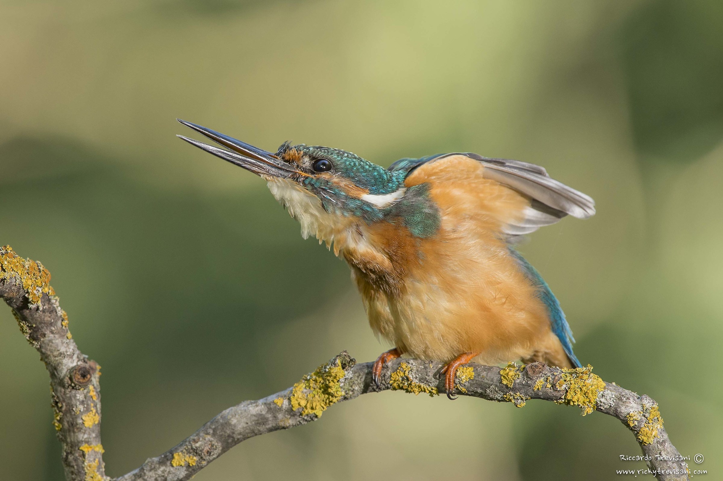 Stretching time, kingfisher...