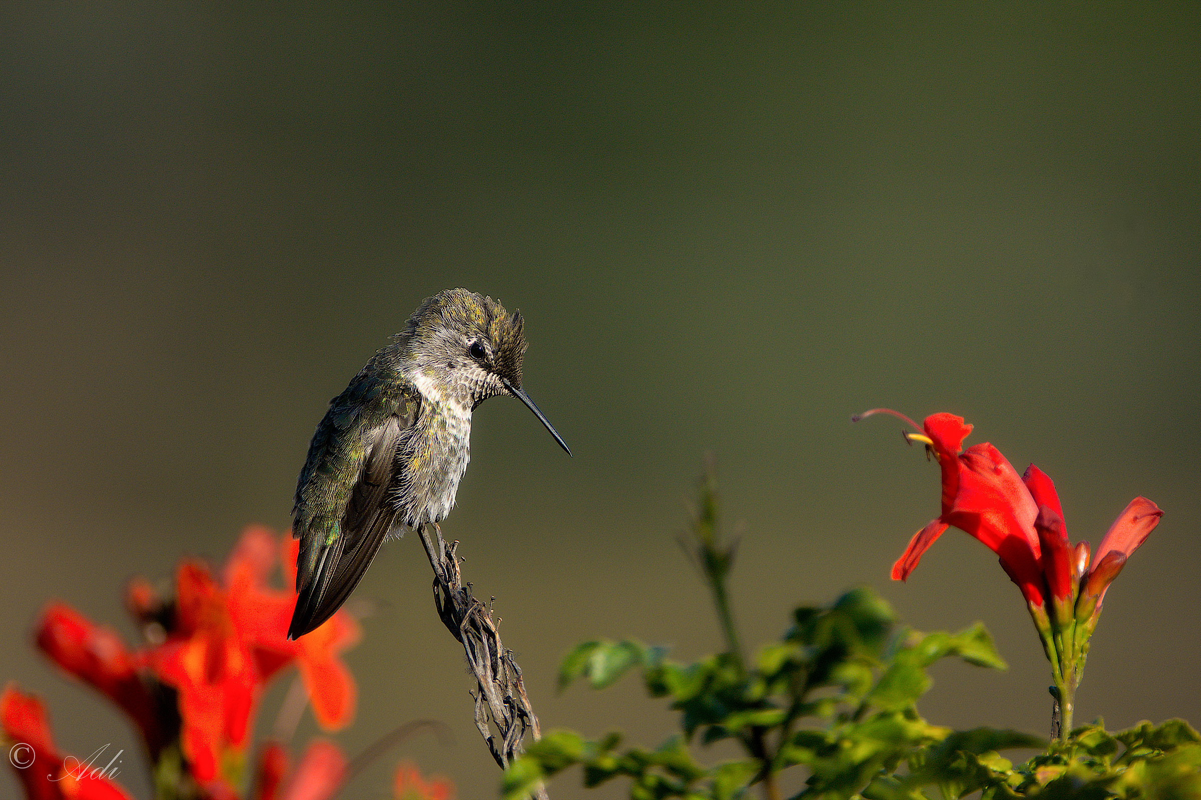 Anna's Hummingbird...