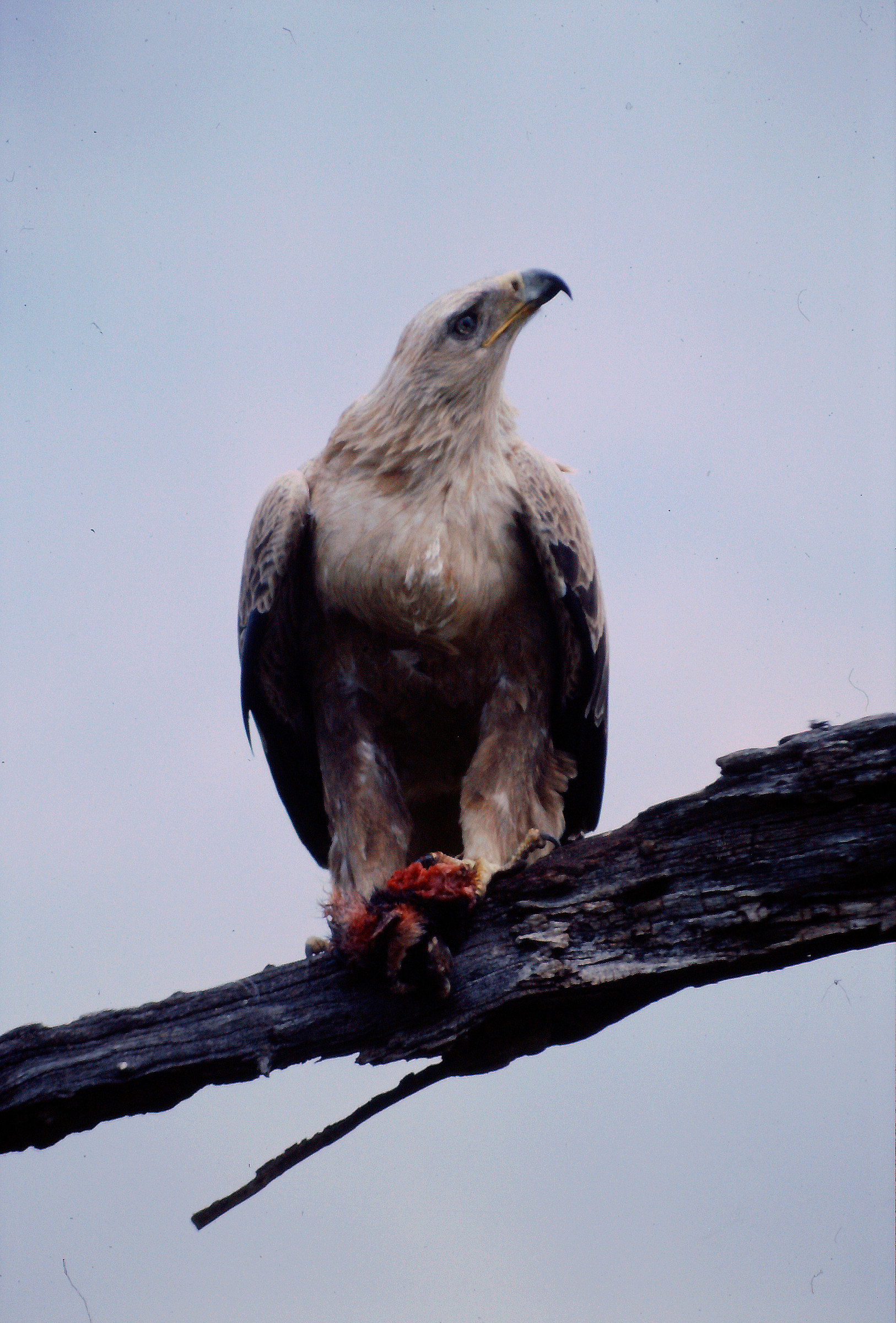 Aquila rapace...