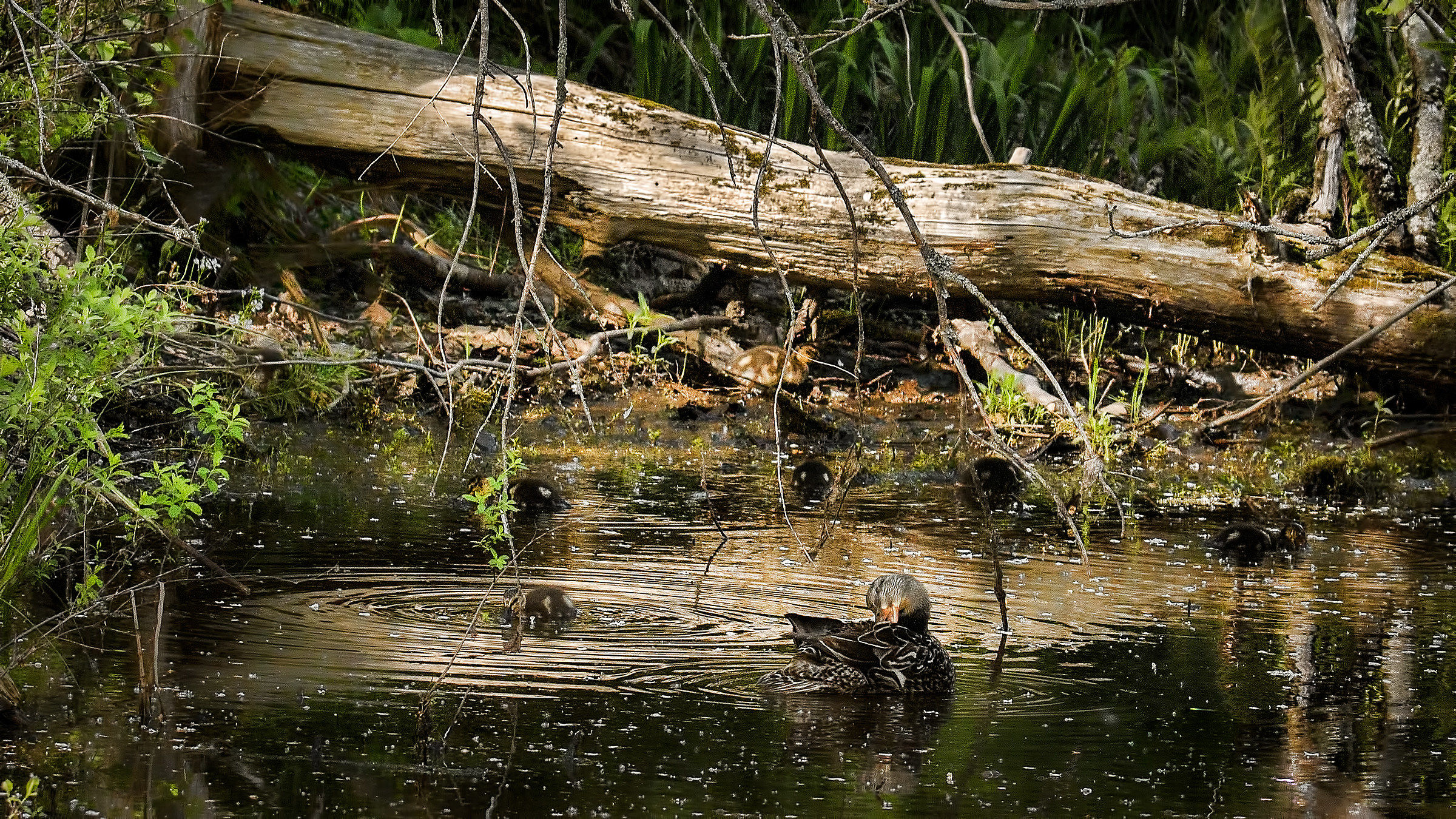 Ducks on pond  Shubenacadie Wildlife Park NS Canada 1...