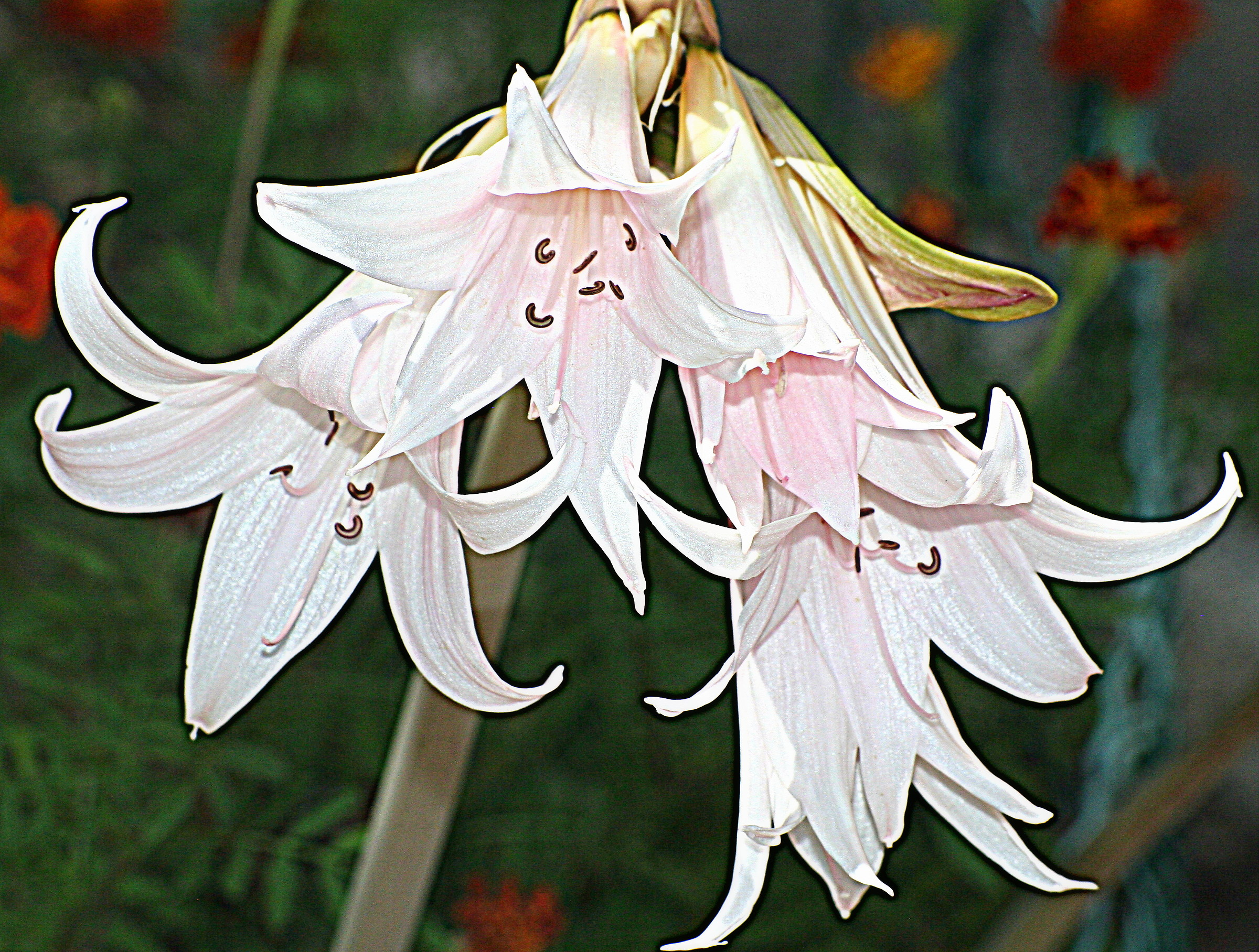 amaryllis belladonna...