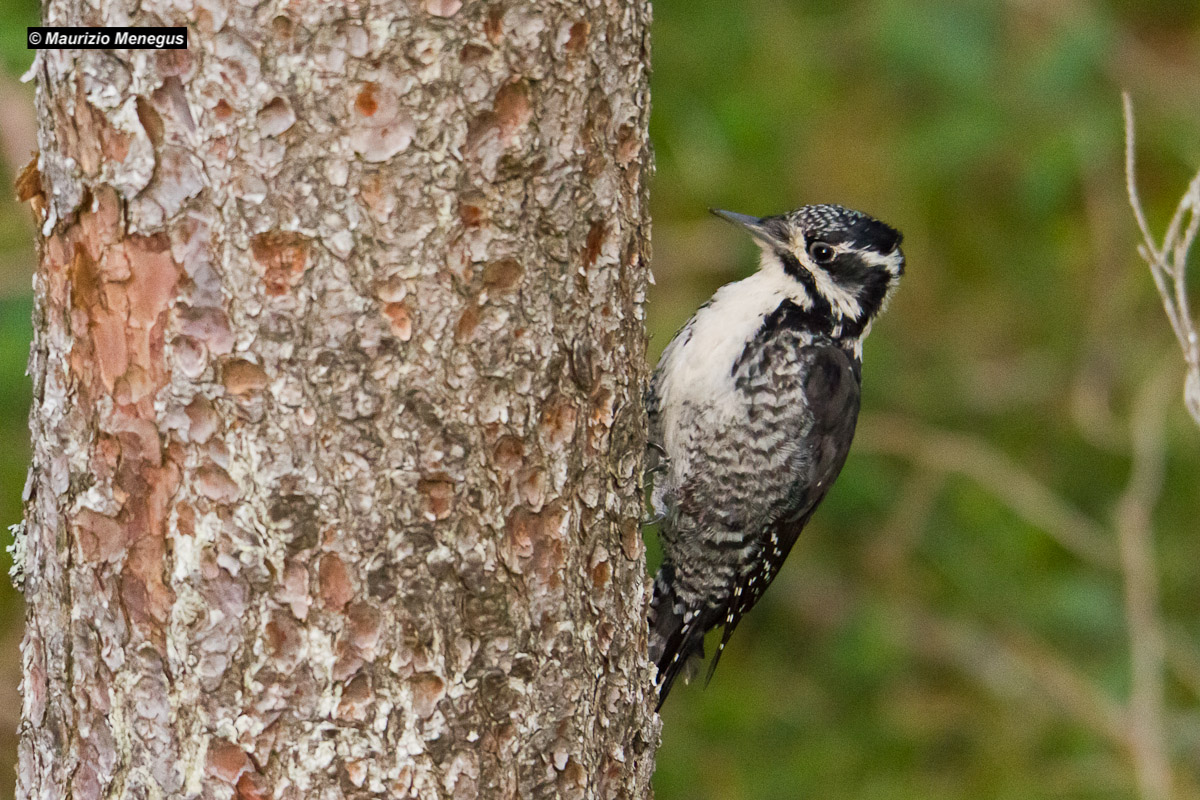 Woodpecker female thighs...