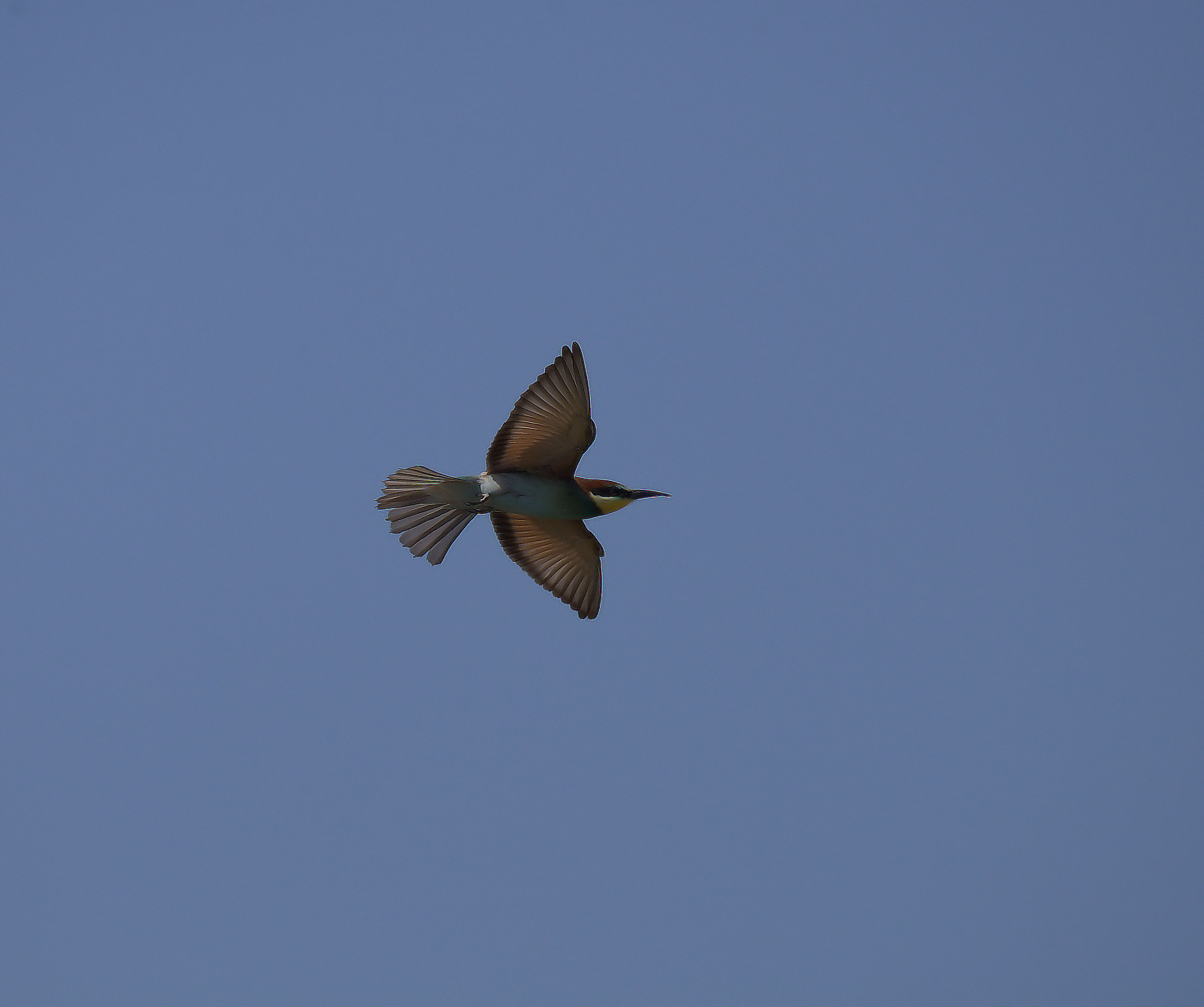 Bee eater...