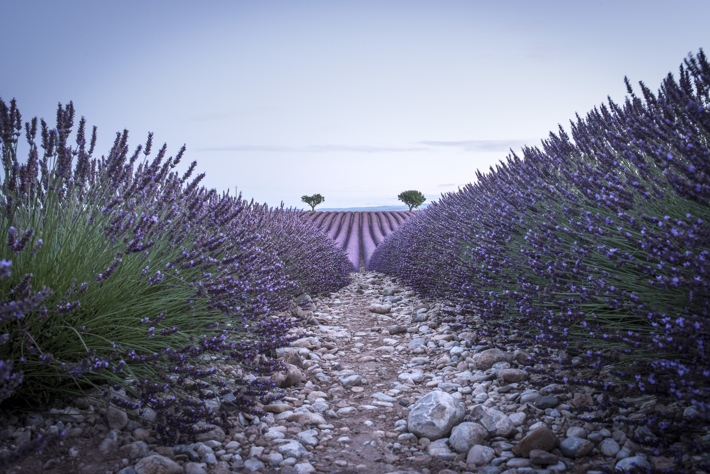 Lavender fields in Provence...