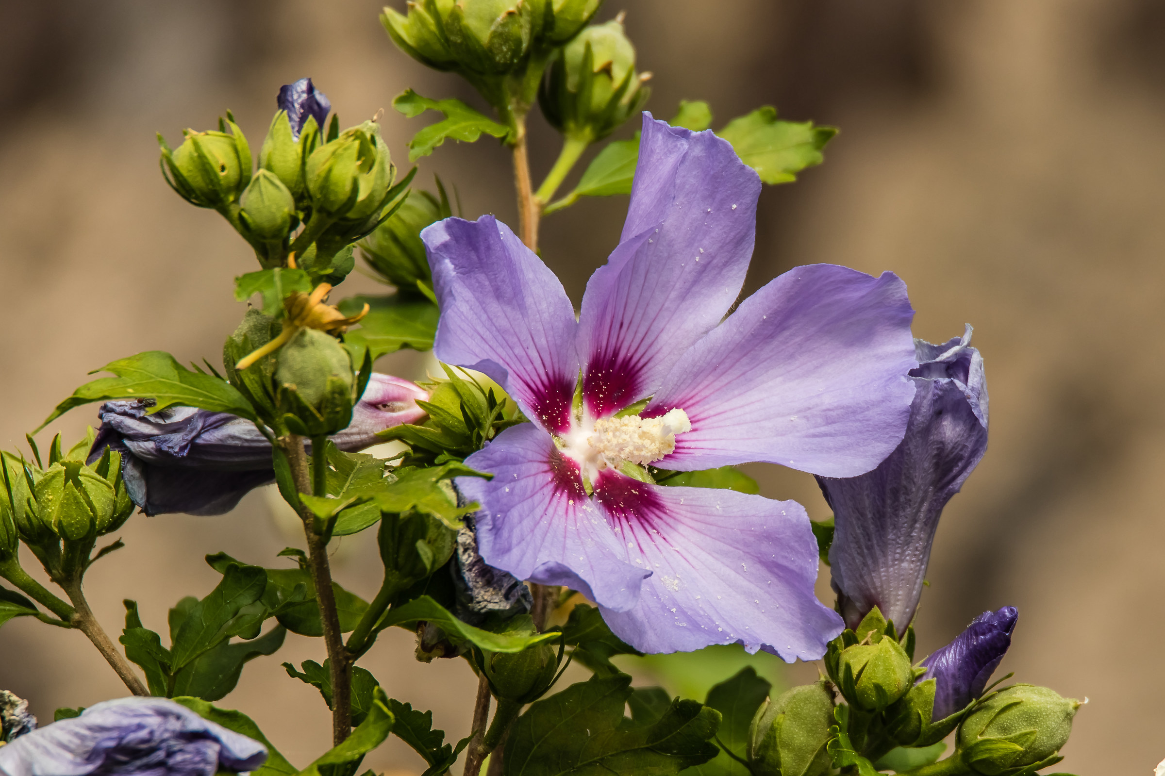 BLUE hibiscus...