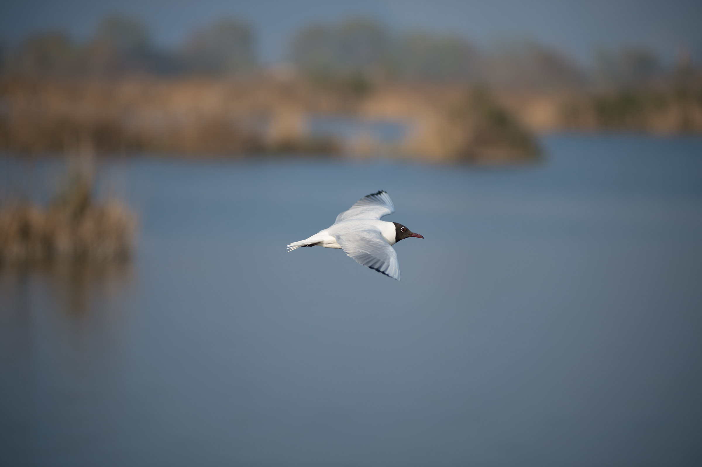 ..in volo.....