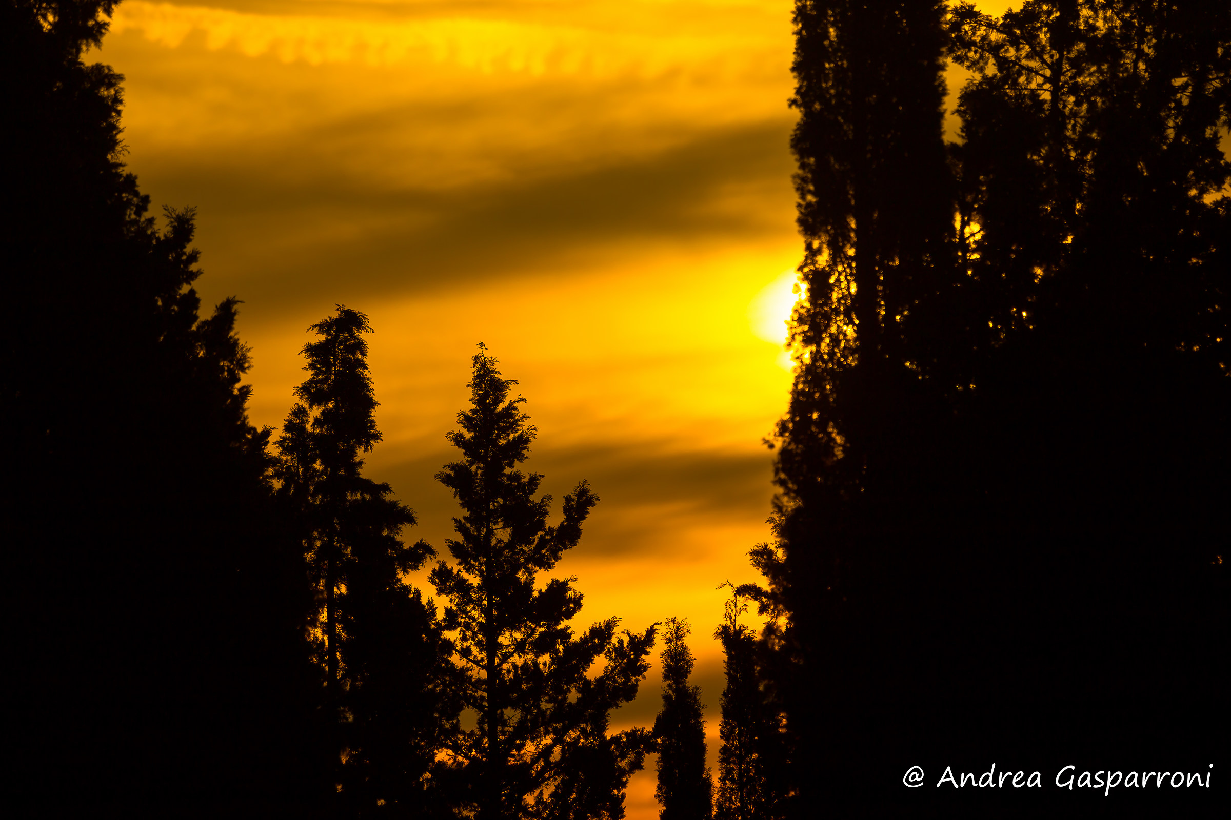 Alba tra i cipressi...