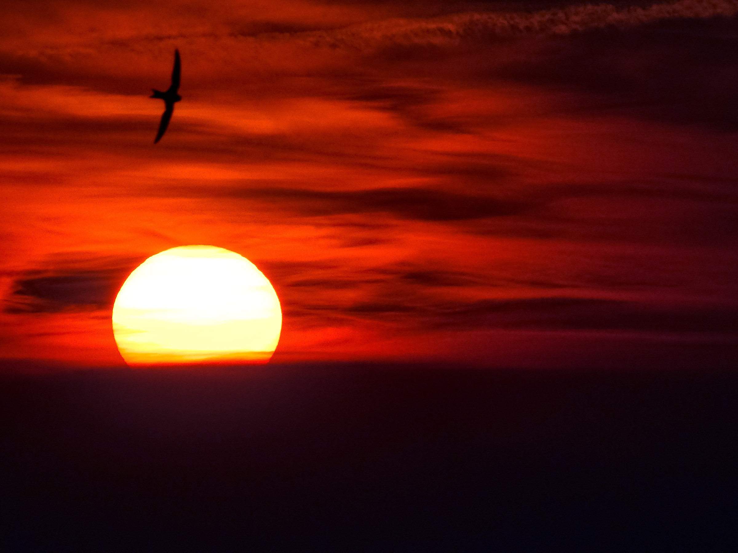 Swallow in the sunset...