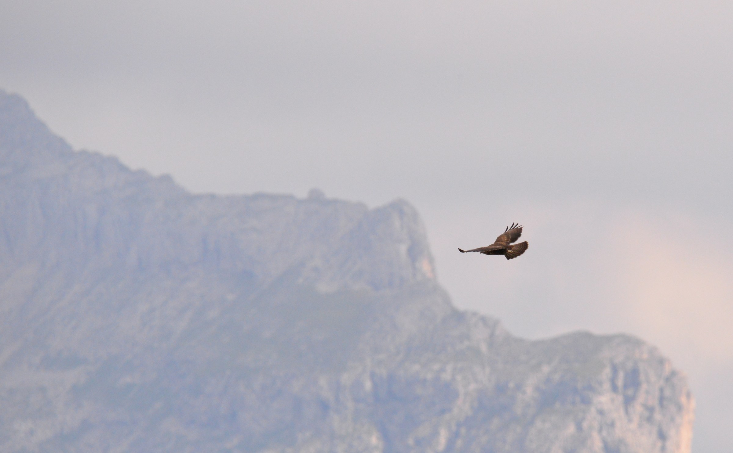 Poiana in volo...