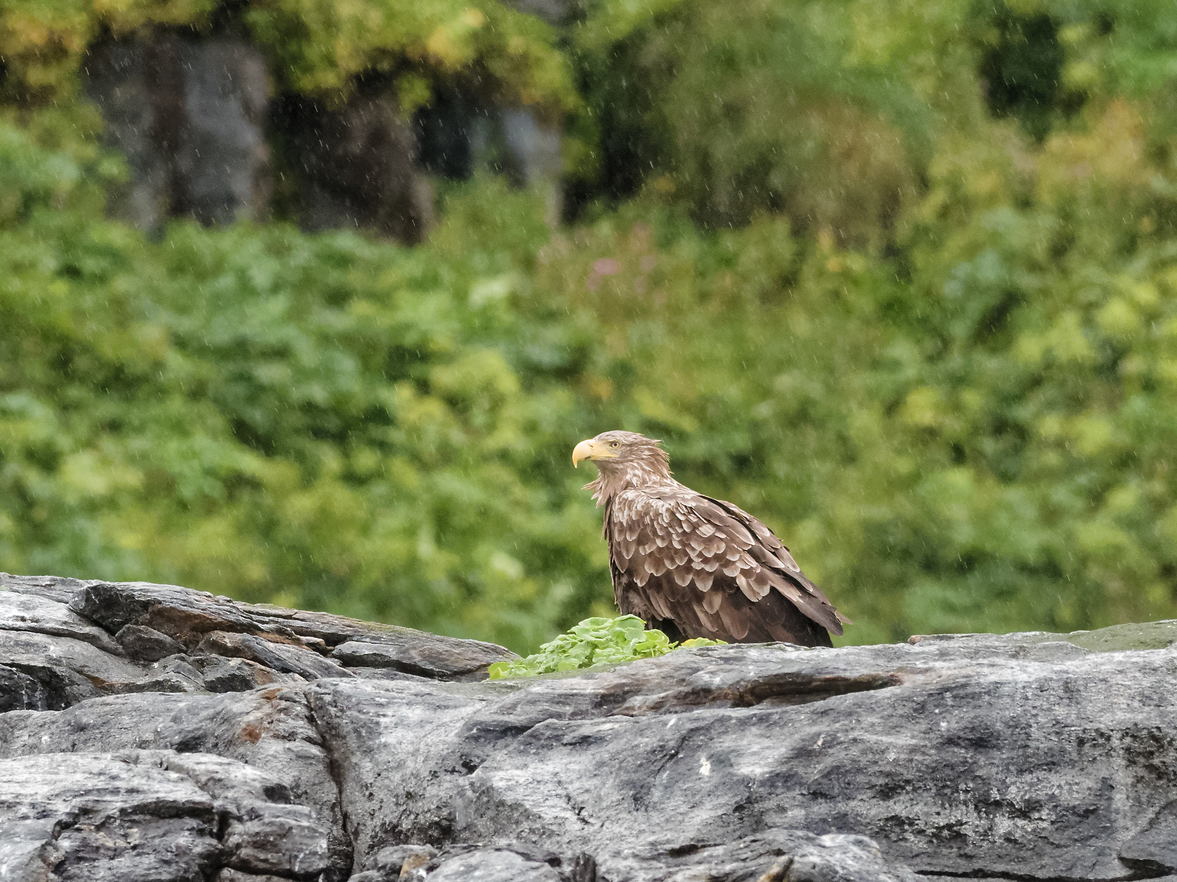 Sea Eagle...