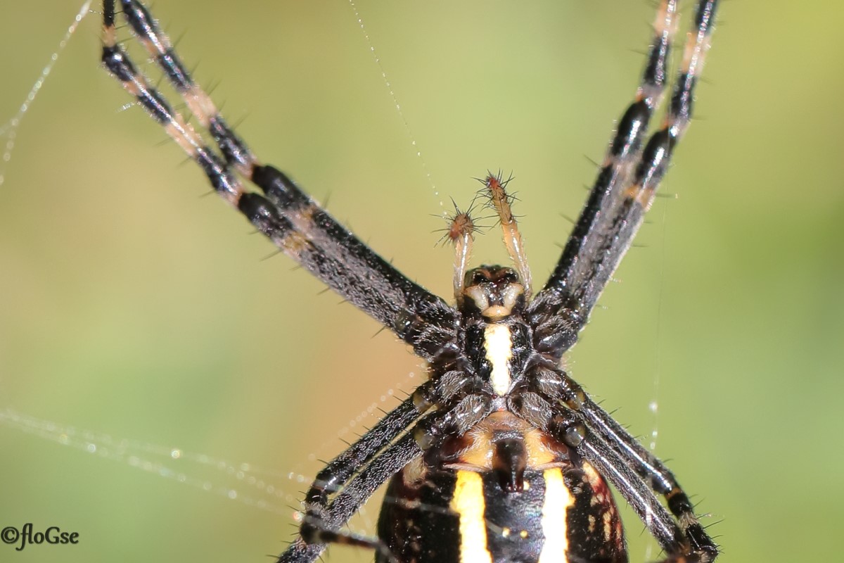 Spider weaves the canvas...