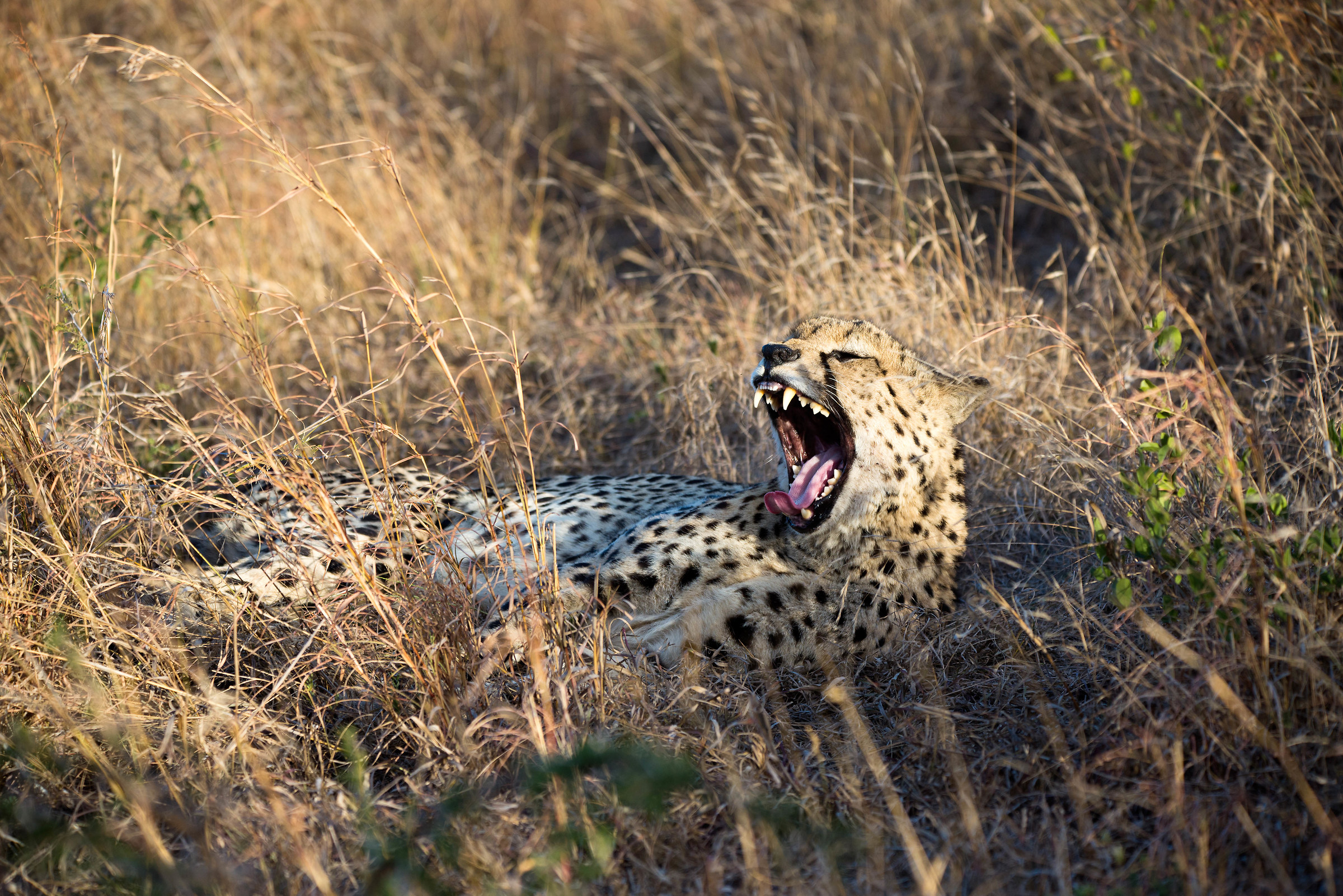 Cheetah at sunset...